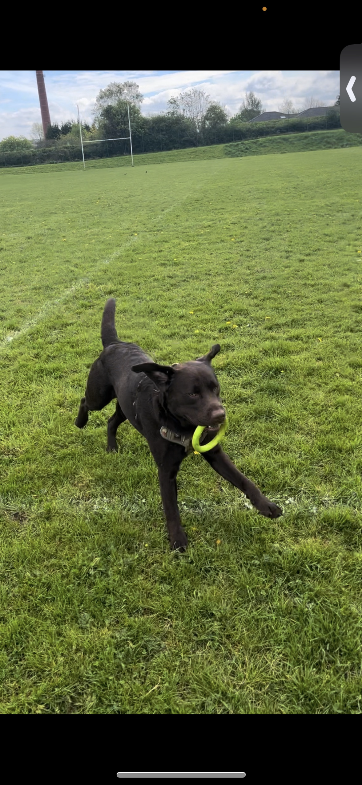 Fetch & Co | Personalised Pet Care Tailored to Every Paw's image