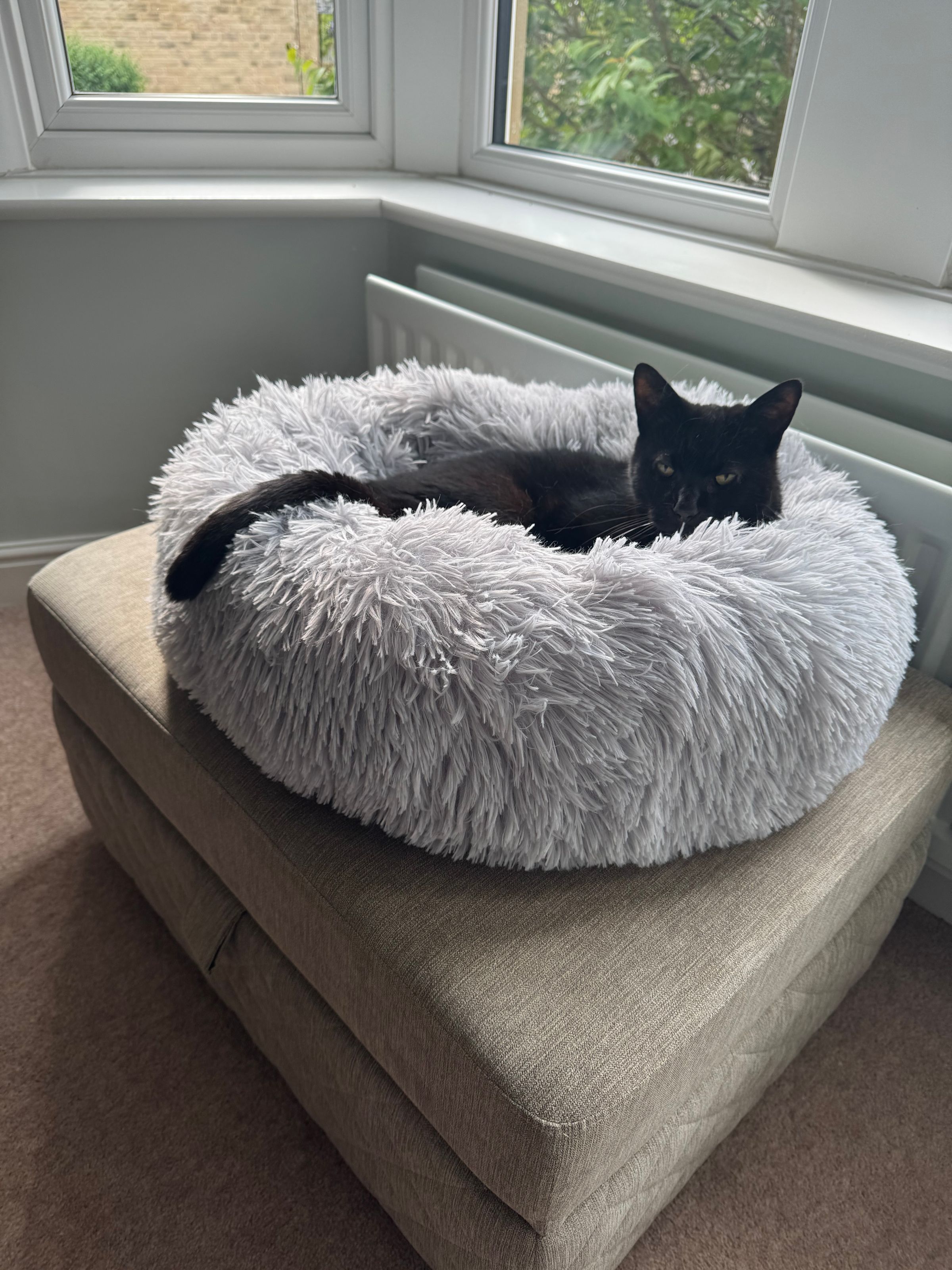 Fetch & Co | Personalised Pet Care Tailored to Every Paw's image