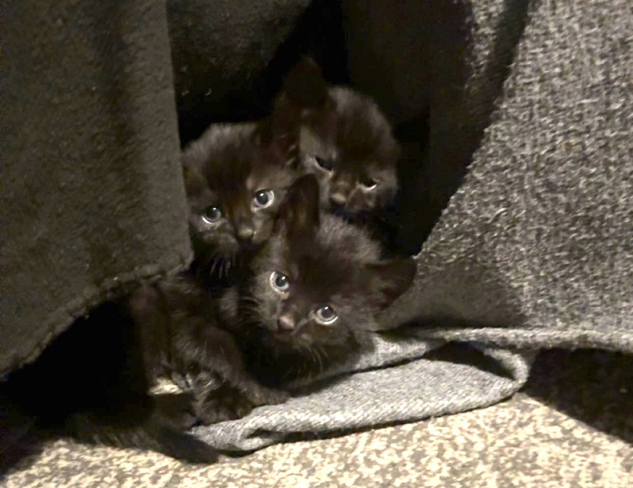 Fetch & Co | Personalised Pet Care Tailored to Every Paw's image