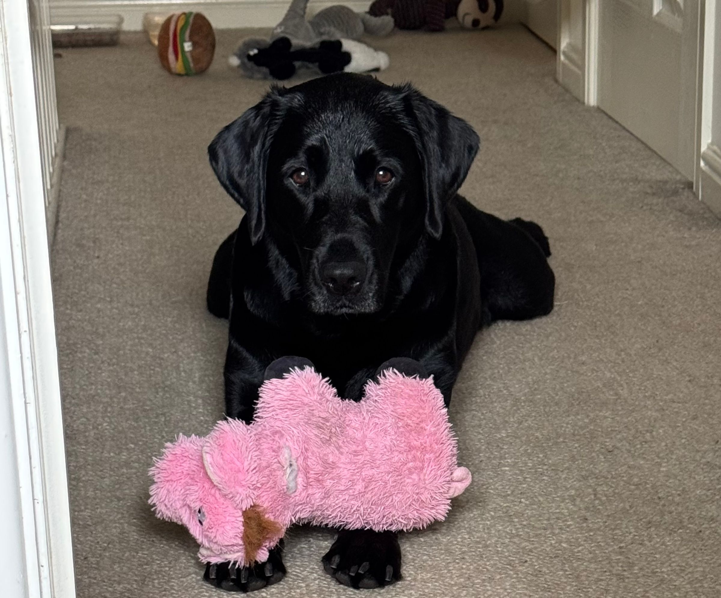 Fetch & Co | Personalised Pet Care Tailored to Every Paw's image