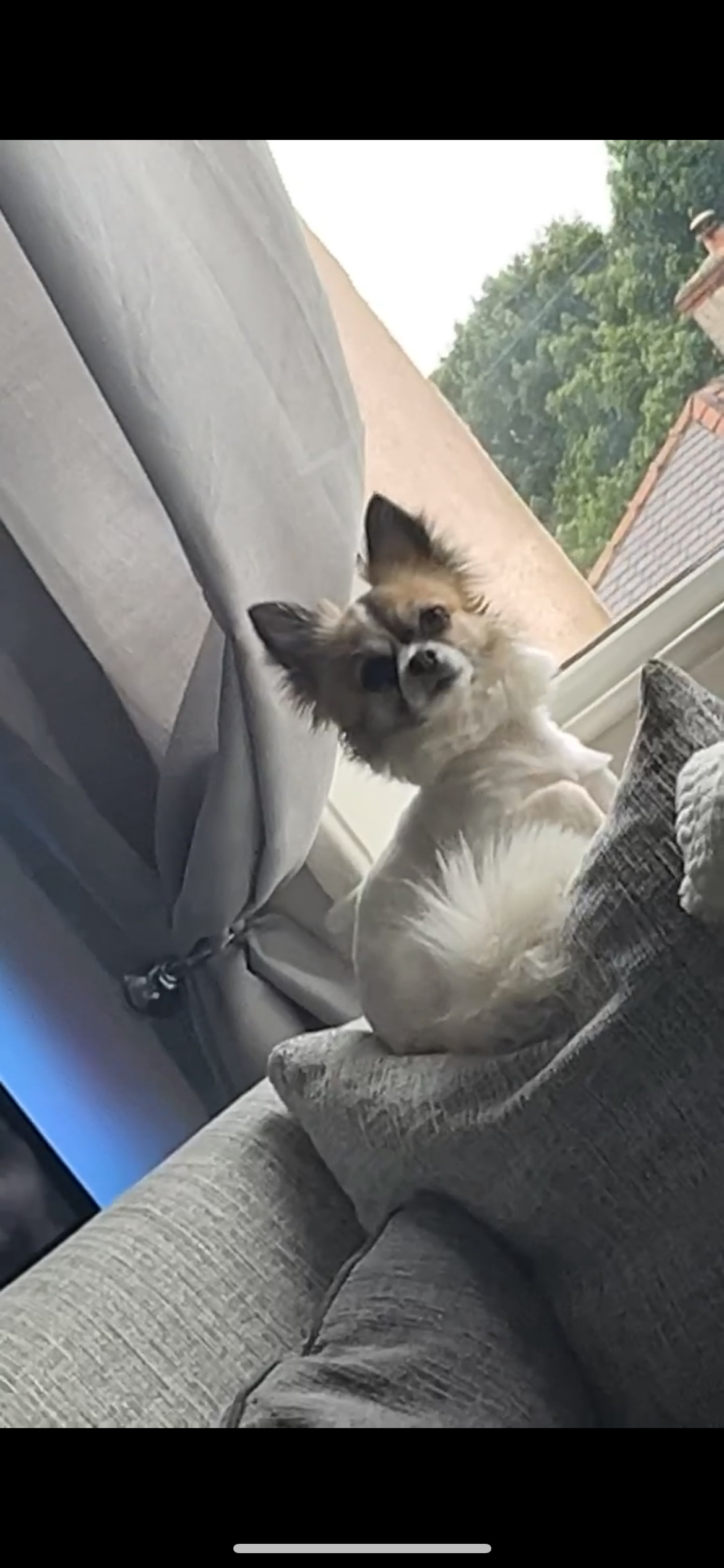 Fetch & Co | Personalised Pet Care Tailored to Every Paw's image