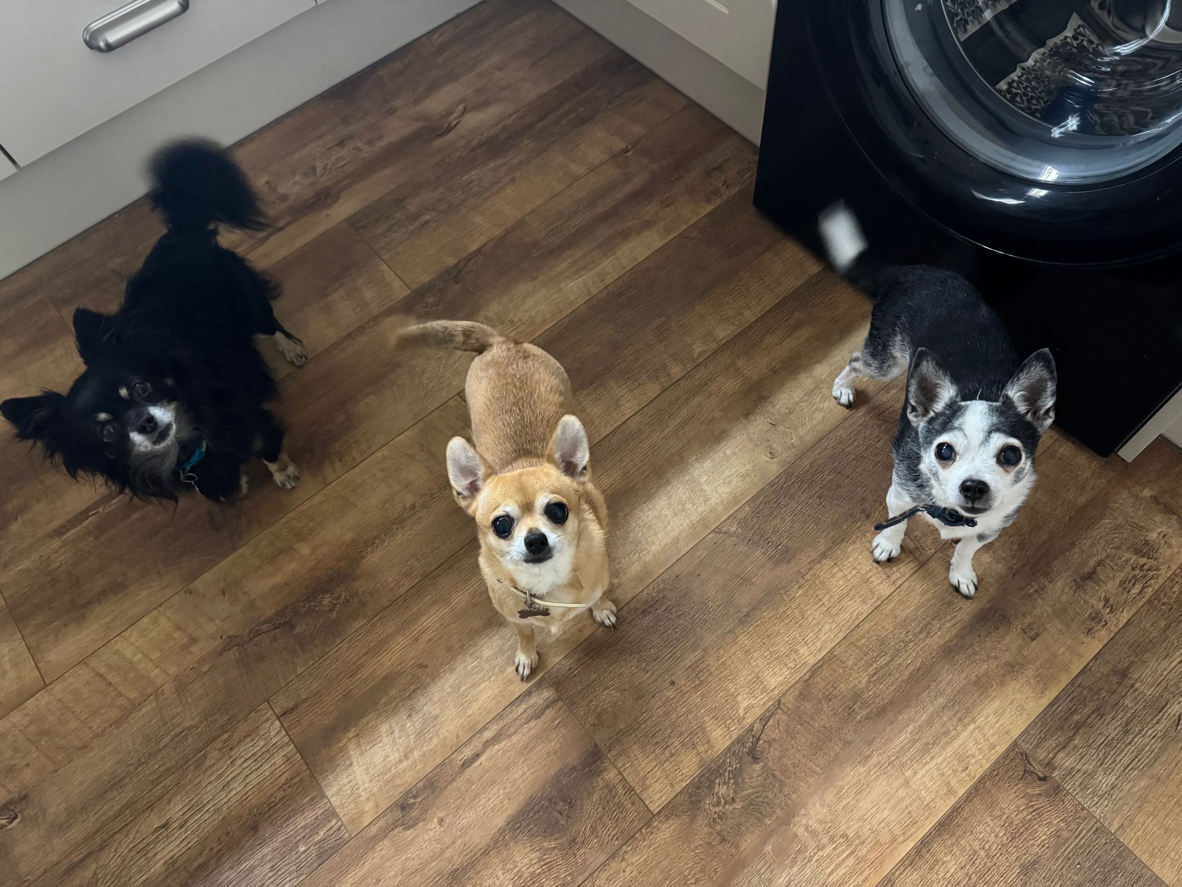 Fetch & Co | Personalised Pet Care Tailored to Every Paw's image