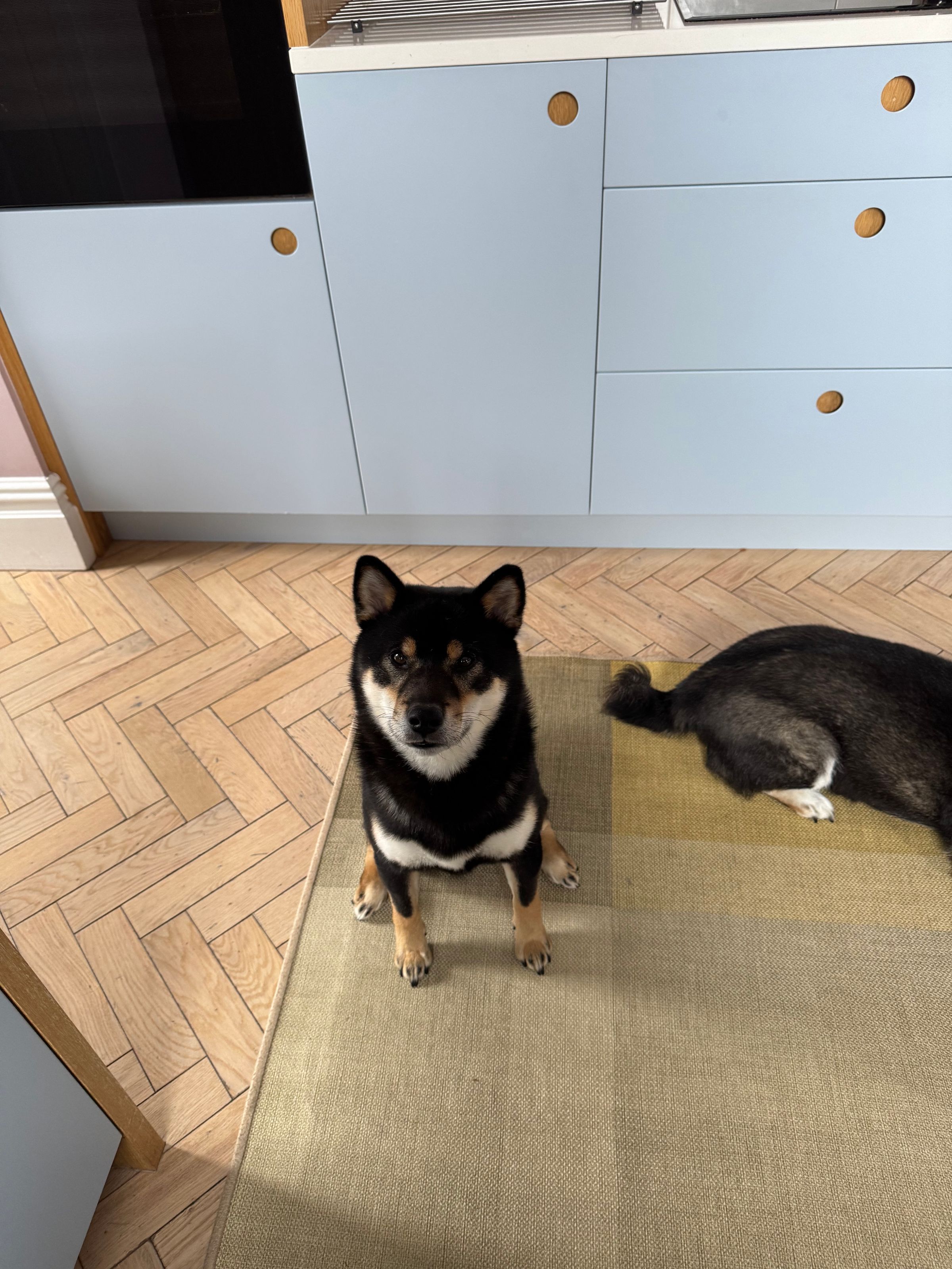 Fetch & Co | Personalised Pet Care Tailored to Every Paw's image