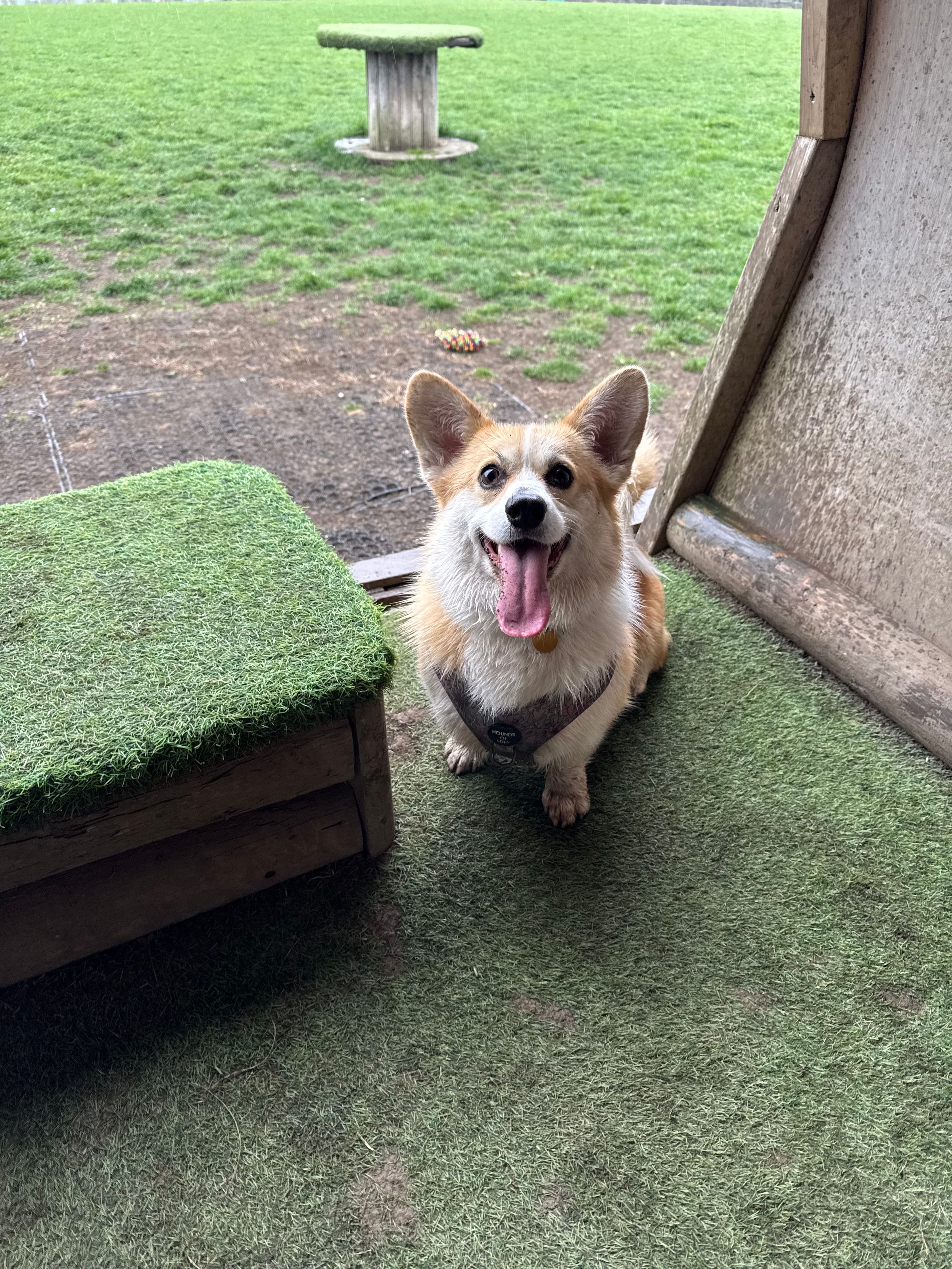 Fetch & Co | Personalised Pet Care Tailored to Every Paw's image