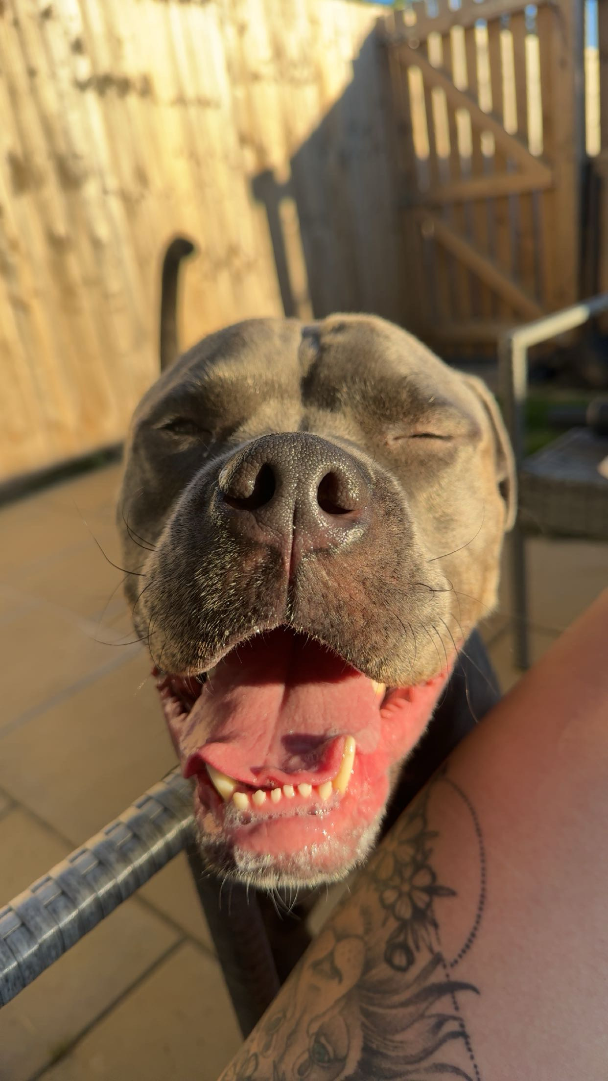 Fetch & Co | Personalised Pet Care Tailored to Every Paw's image