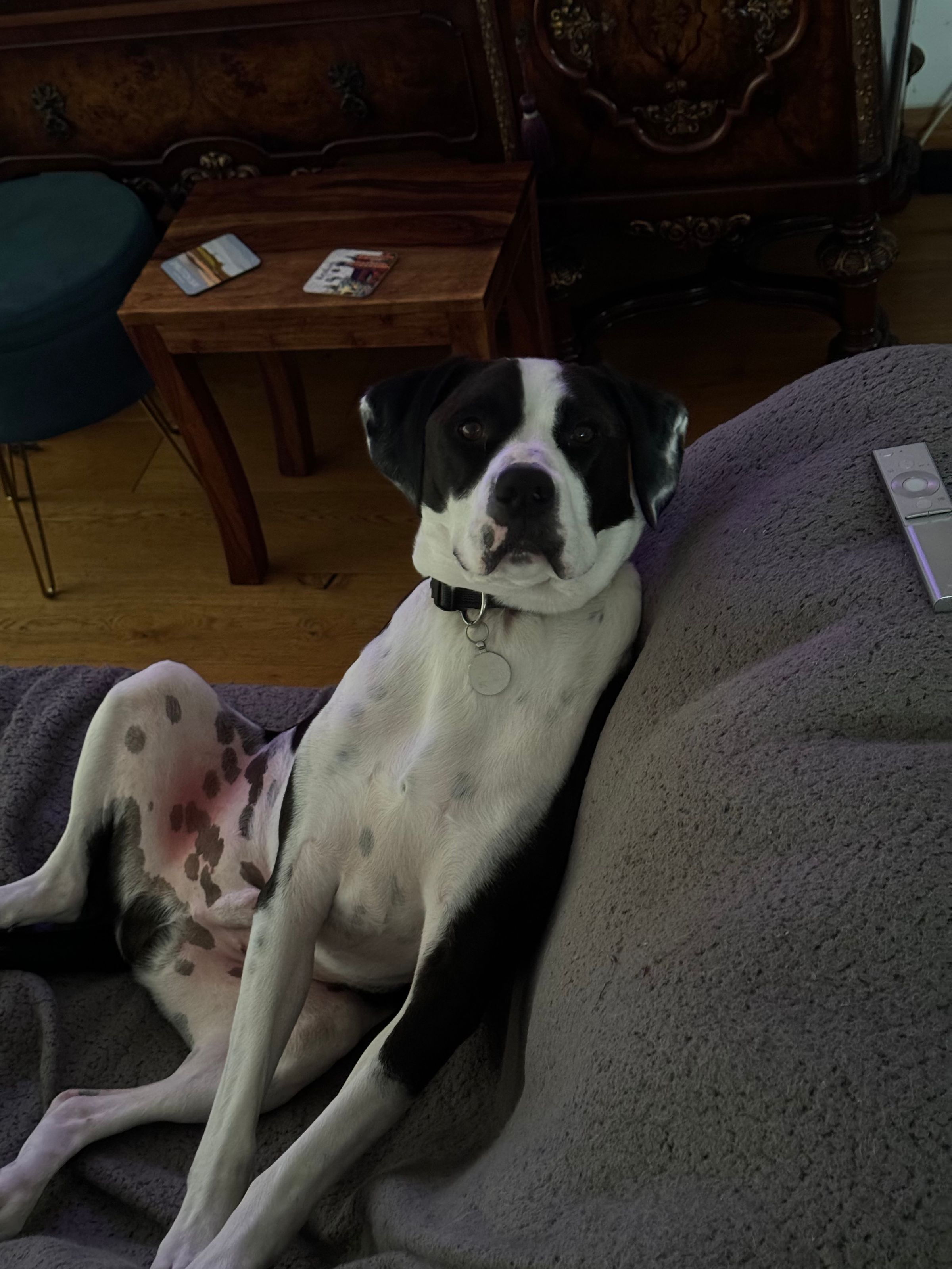 Fetch & Co | Personalised Pet Care Tailored to Every Paw's image