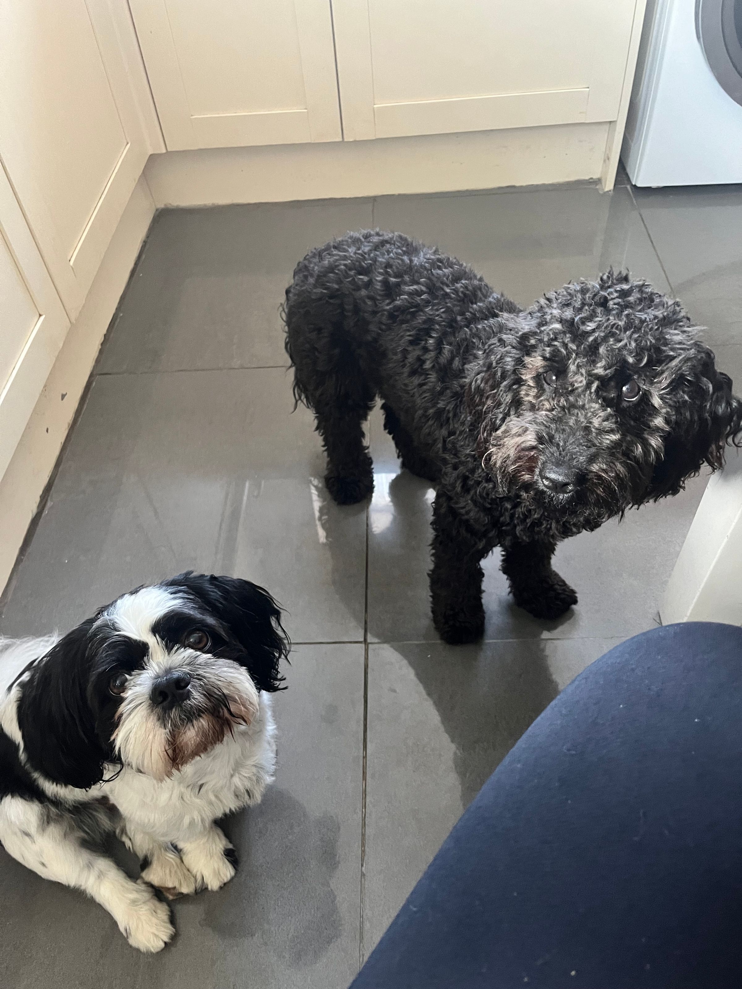 Fetch & Co | Personalised Pet Care Tailored to Every Paw's image