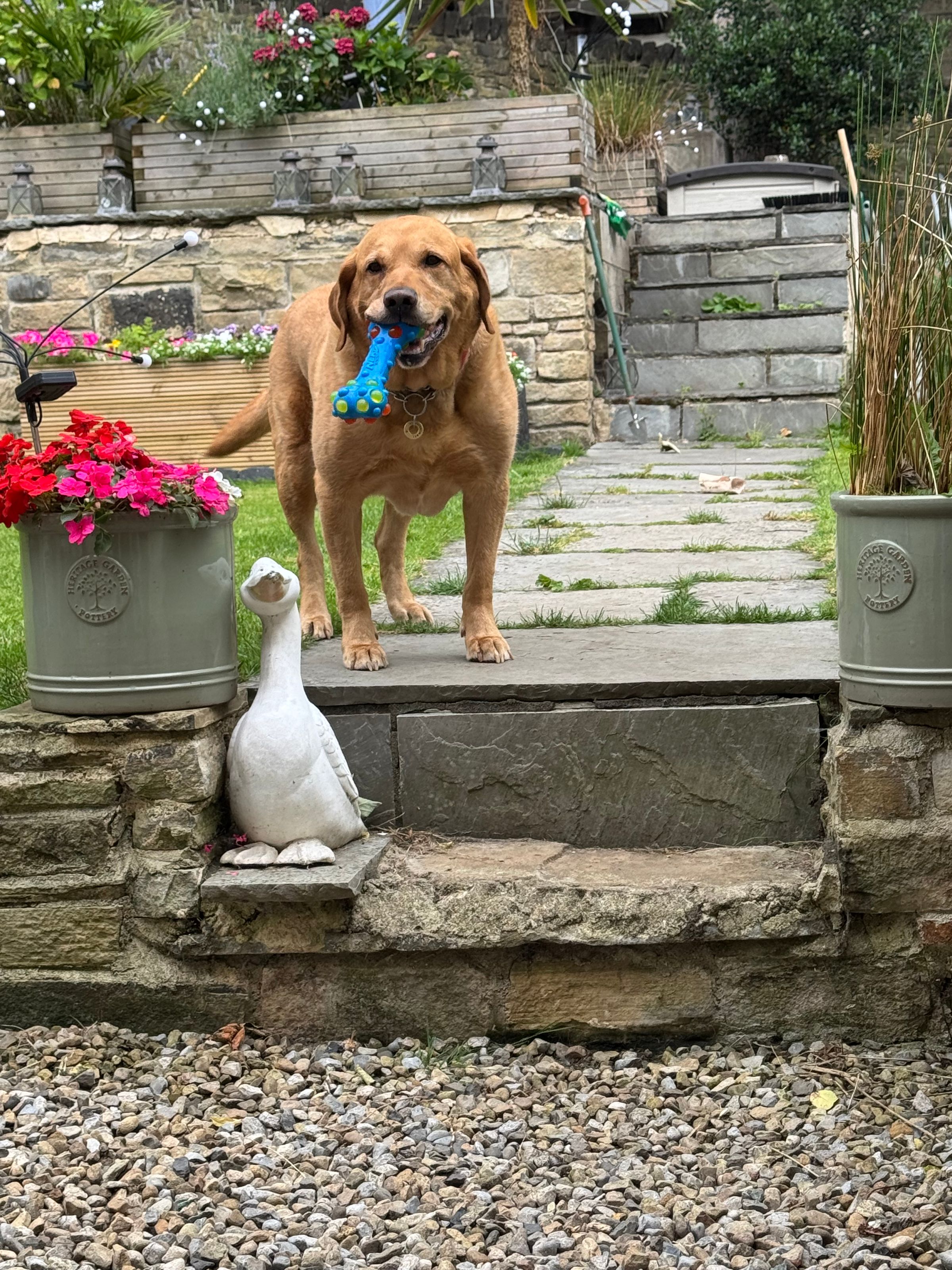 Fetch & Co | Personalised Pet Care Tailored to Every Paw's image