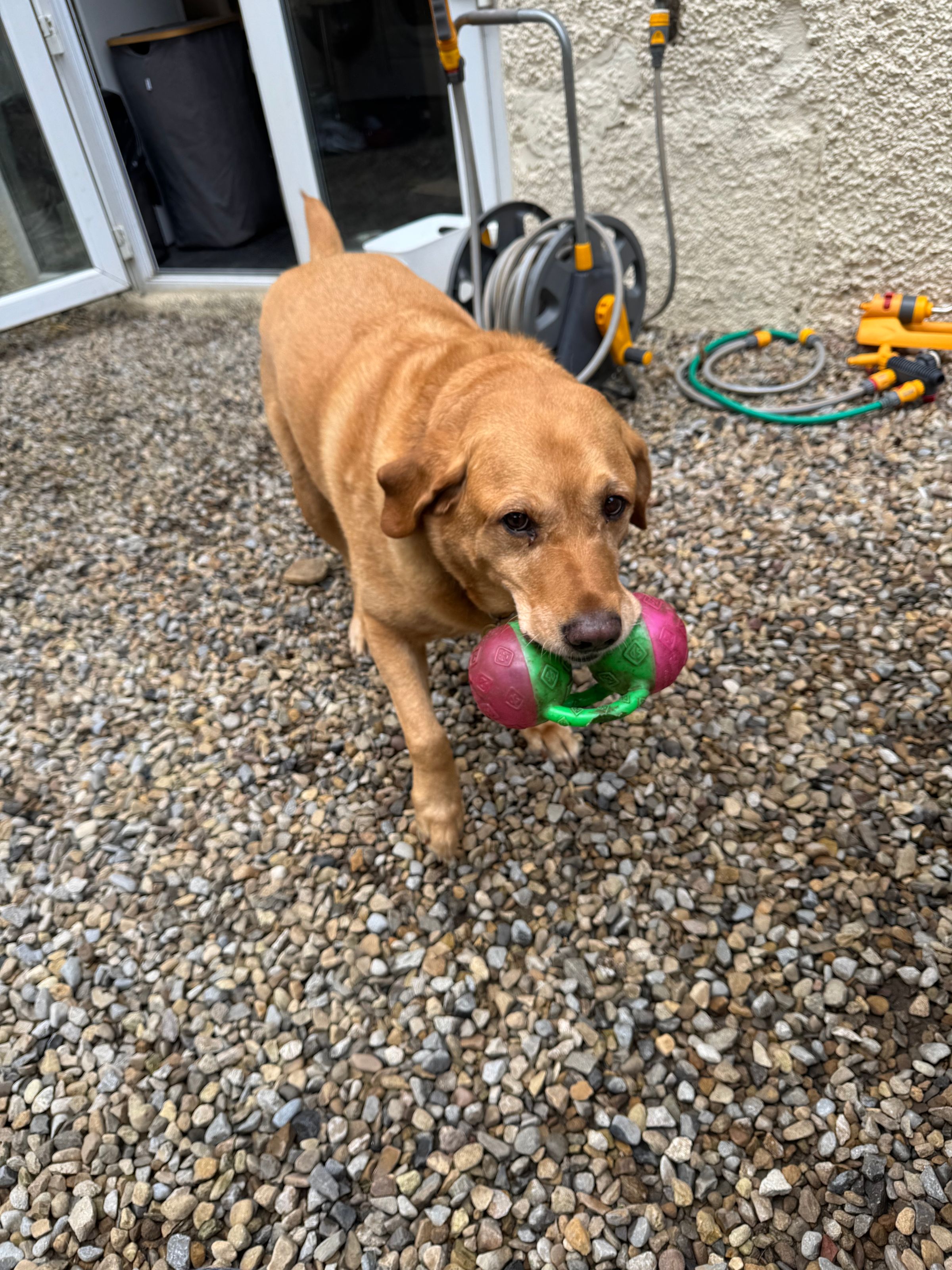 Fetch & Co | Personalised Pet Care Tailored to Every Paw's image