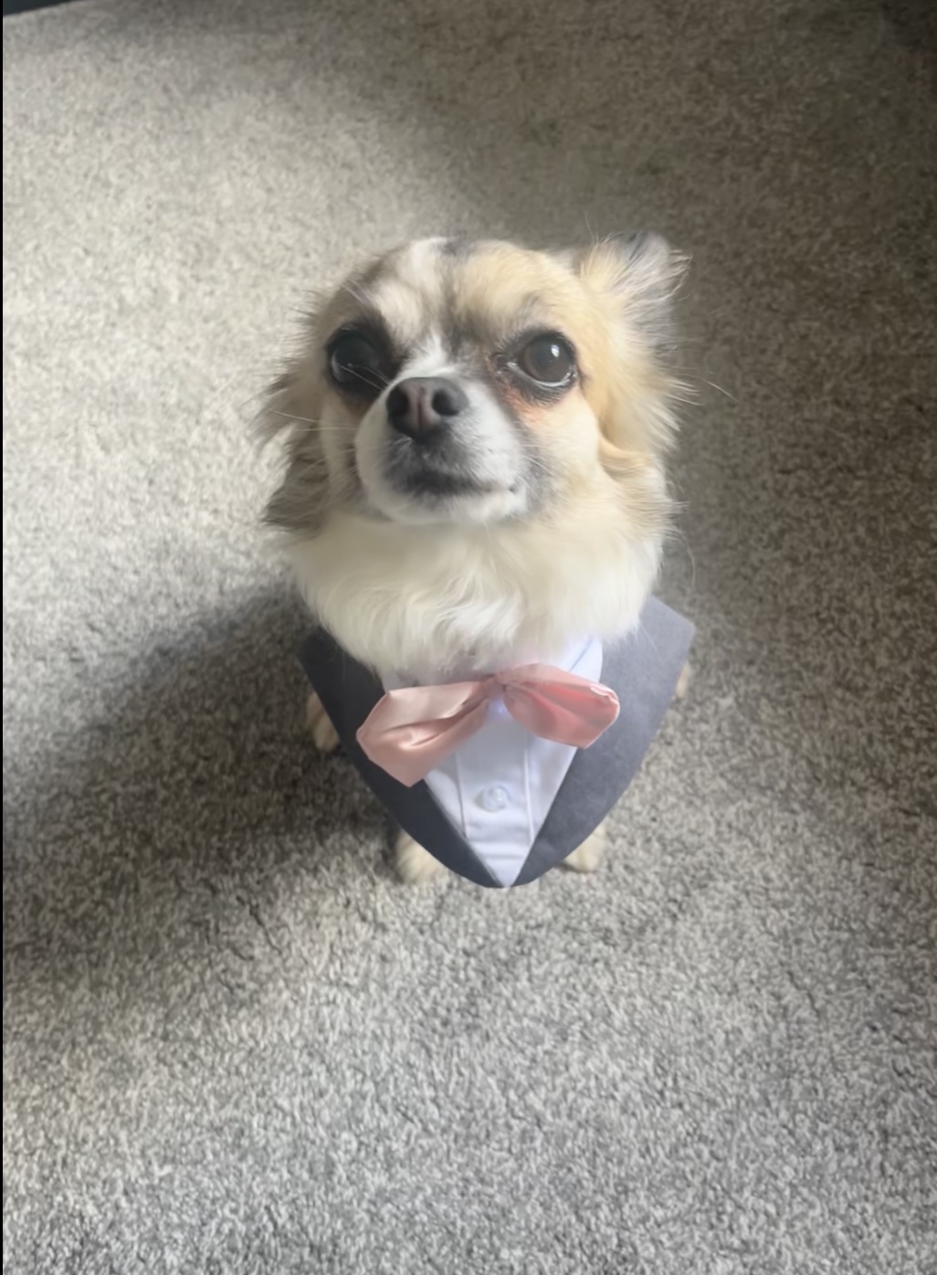 Fetch & Co | Personalised Pet Care Tailored to Every Paw's image