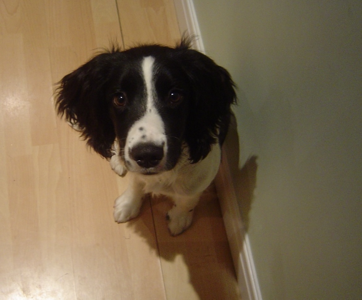 Fetch & Co | Personalised Pet Care Tailored to Every Paw's image