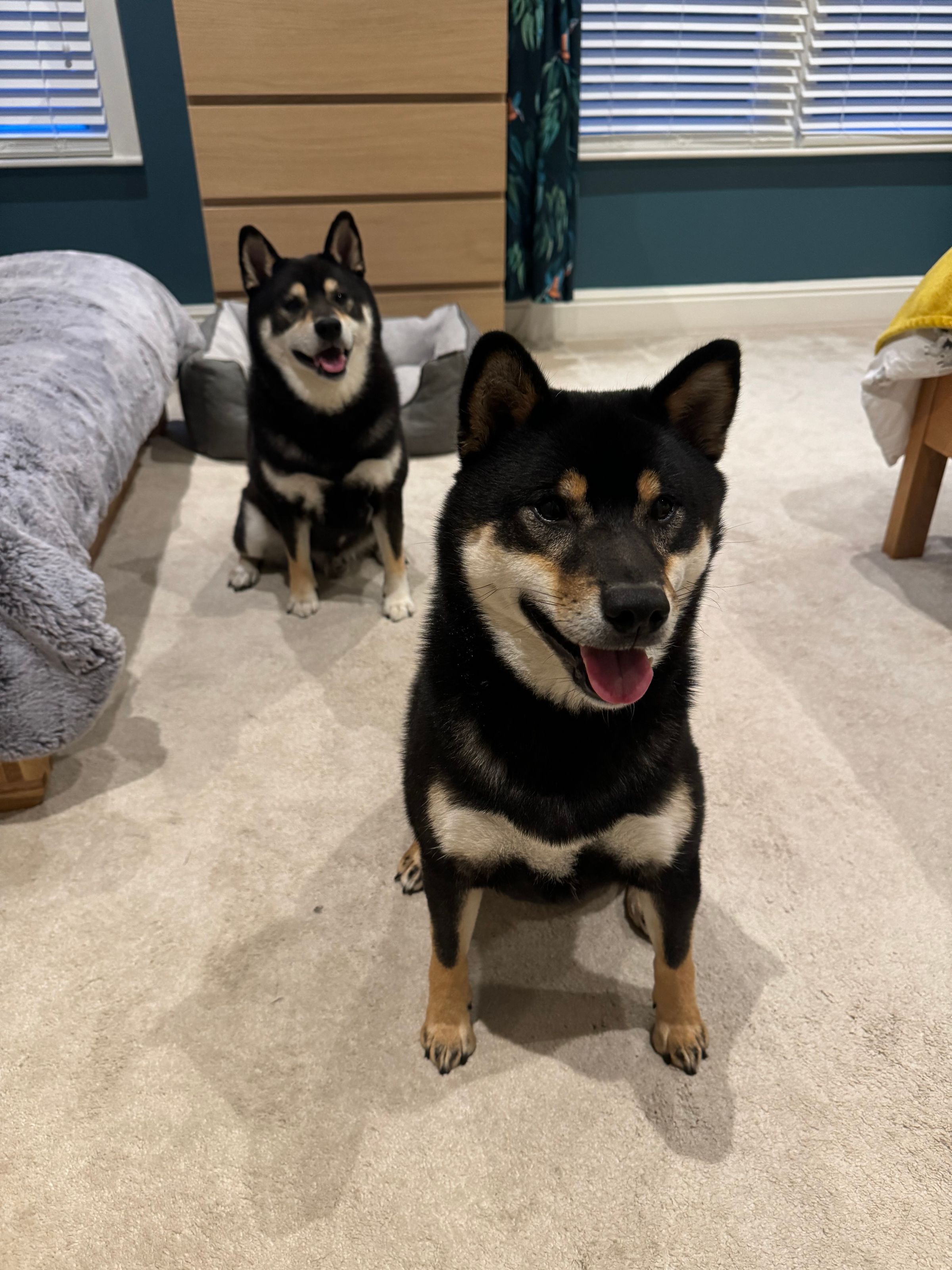 Fetch & Co | Personalised Pet Care Tailored to Every Paw's image