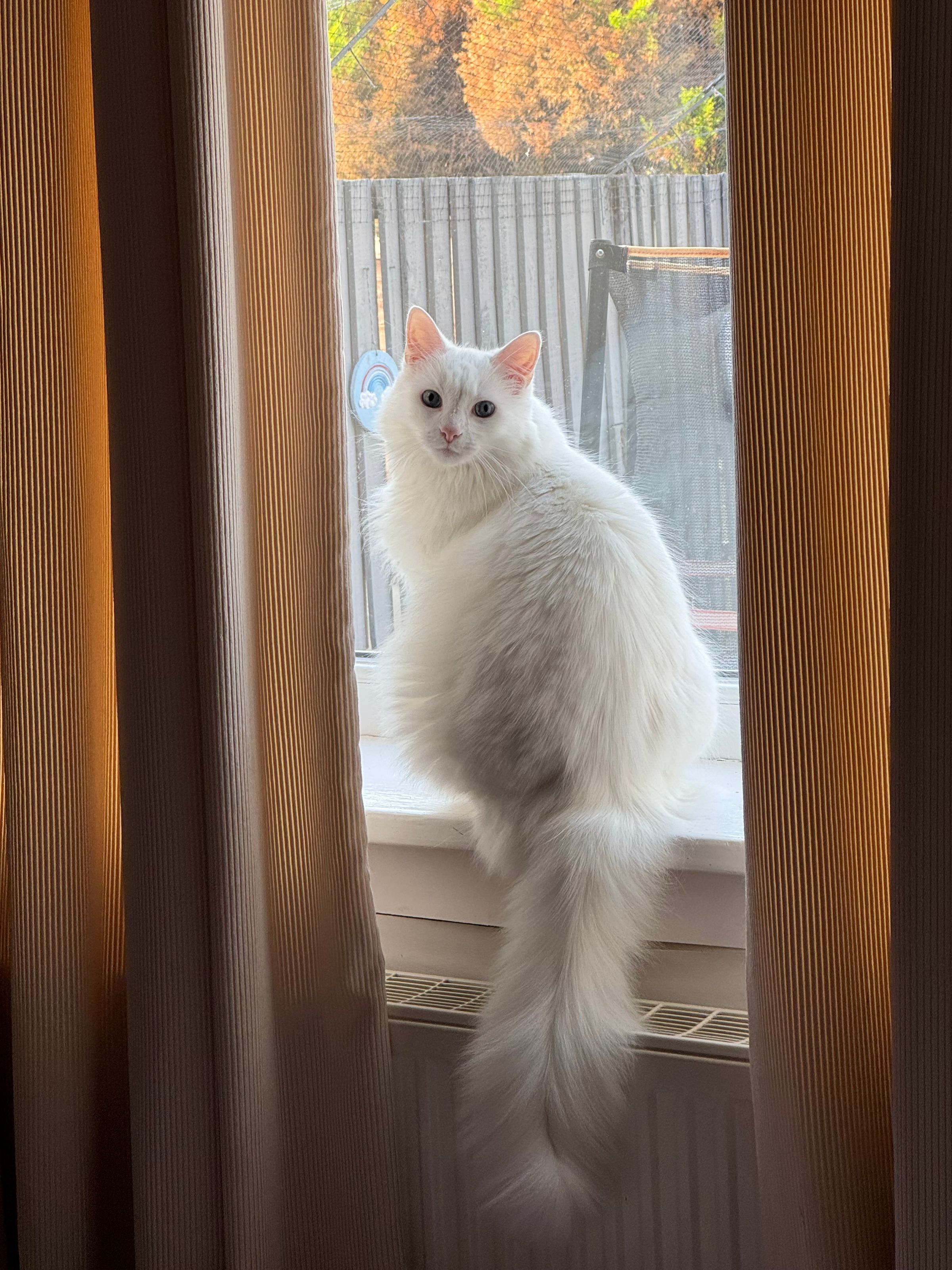 Fetch & Co | Personalised Pet Care Tailored to Every Paw's image