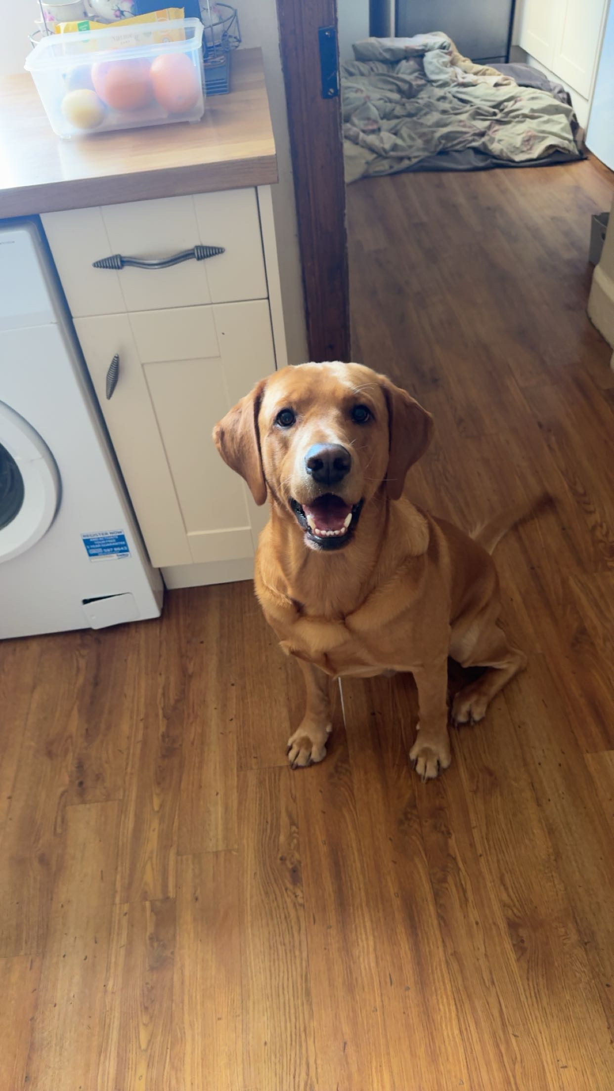 Fetch & Co | Personalised Pet Care Tailored to Every Paw's image