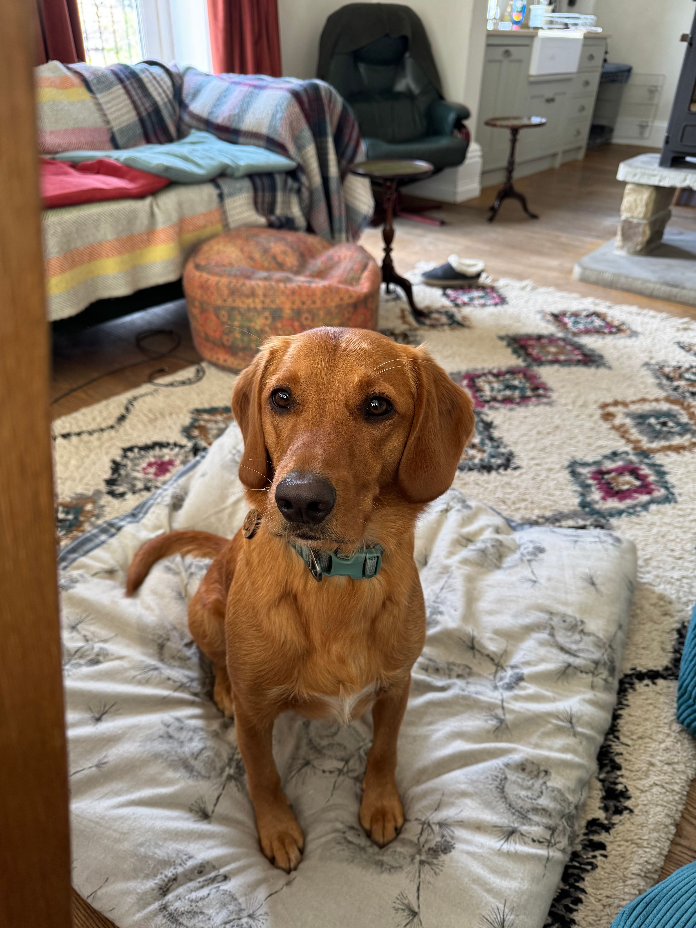 Fetch & Co | Personalised Pet Care Tailored to Every Paw's image