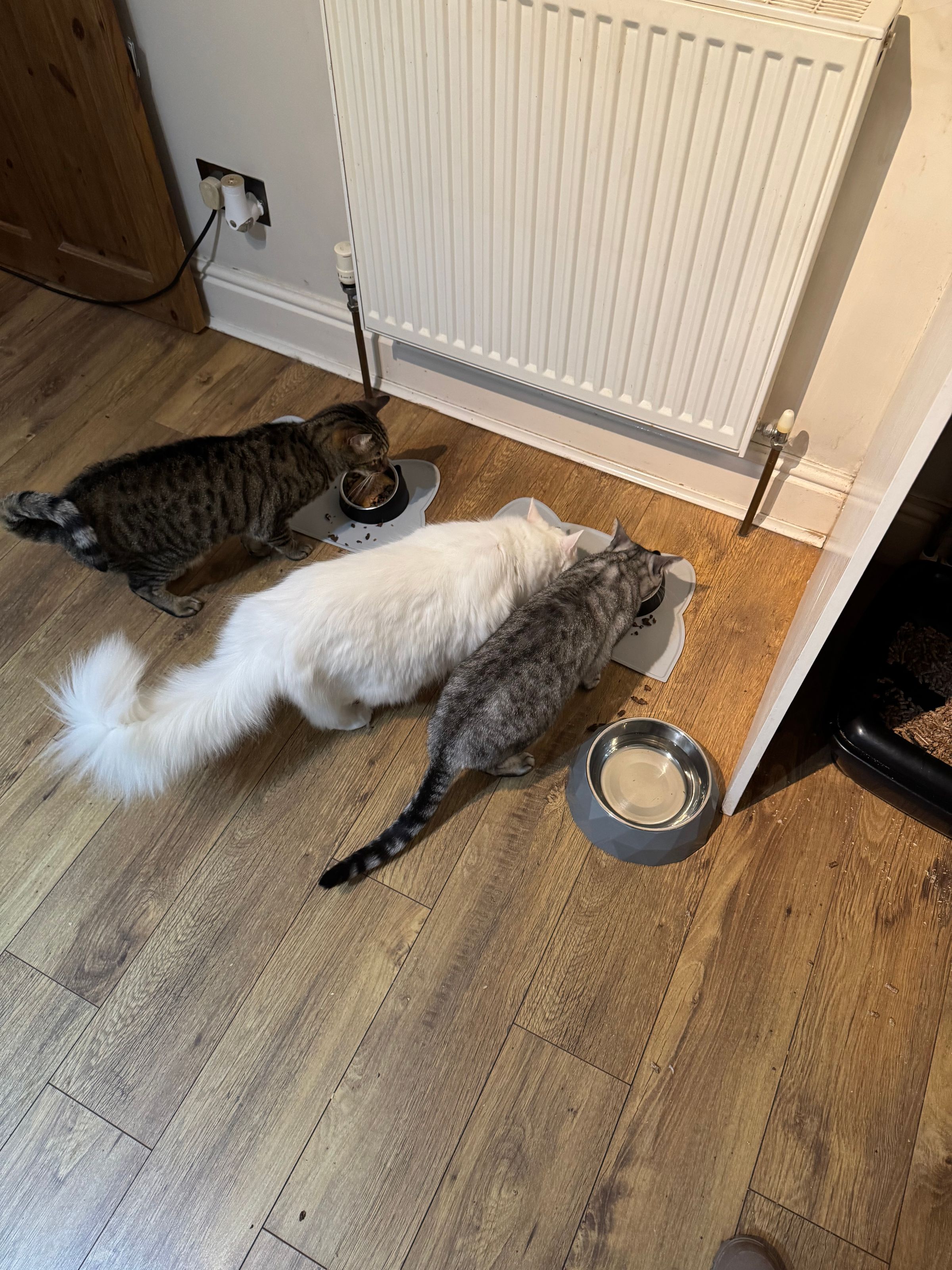 Fetch & Co | Personalised Pet Care Tailored to Every Paw's image