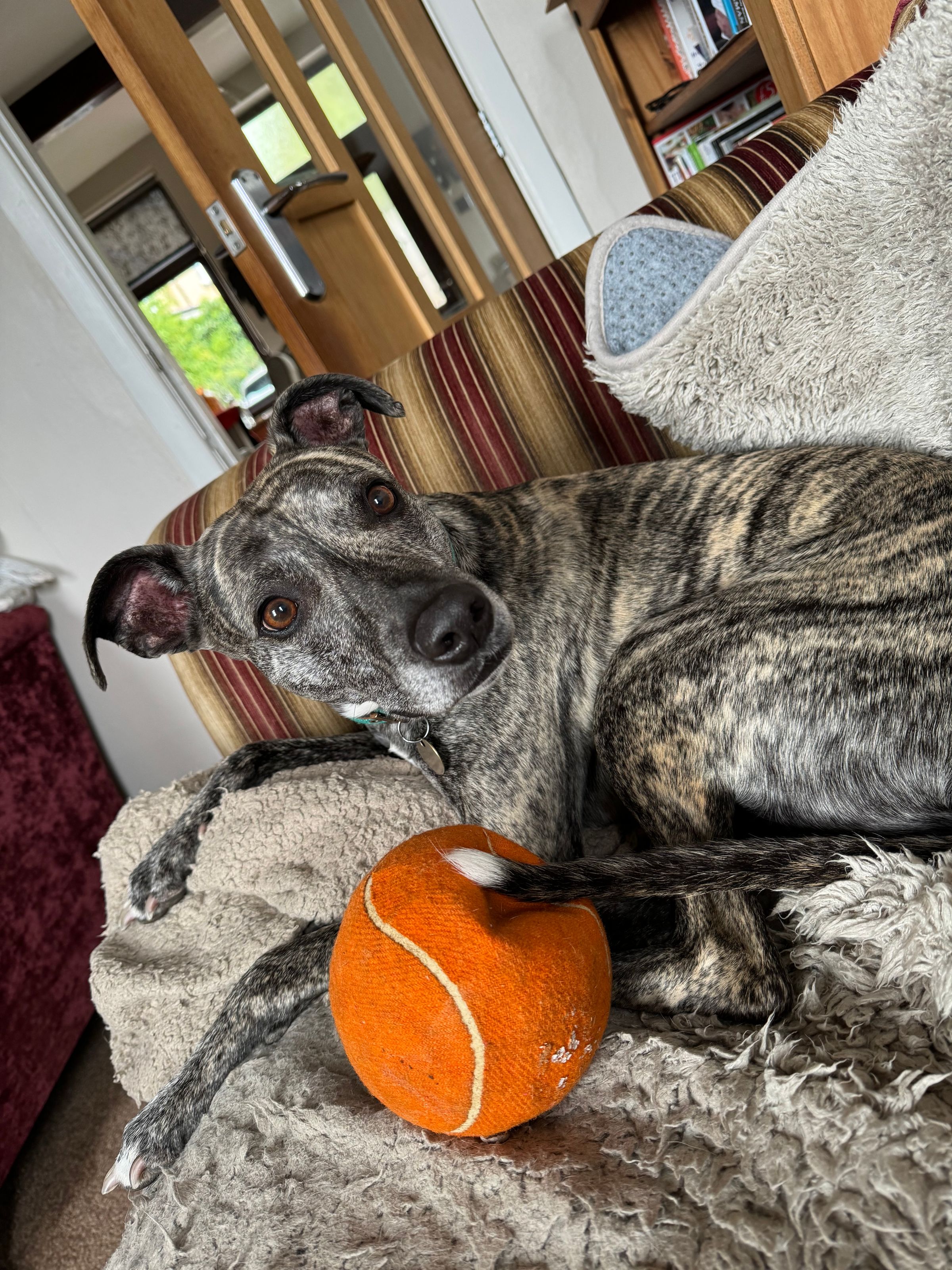 Fetch & Co | Personalised Pet Care Tailored to Every Paw's image