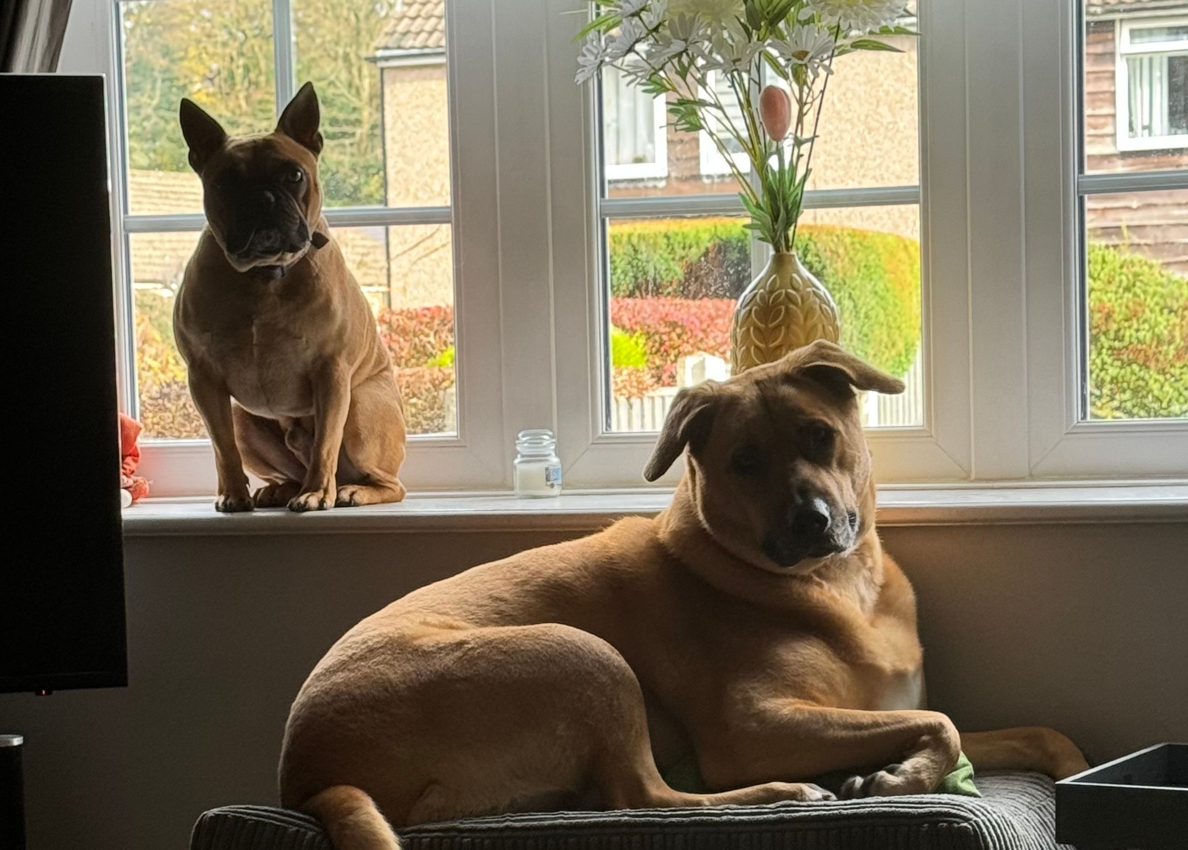 Fetch & Co | Personalised Pet Care Tailored to Every Paw's image