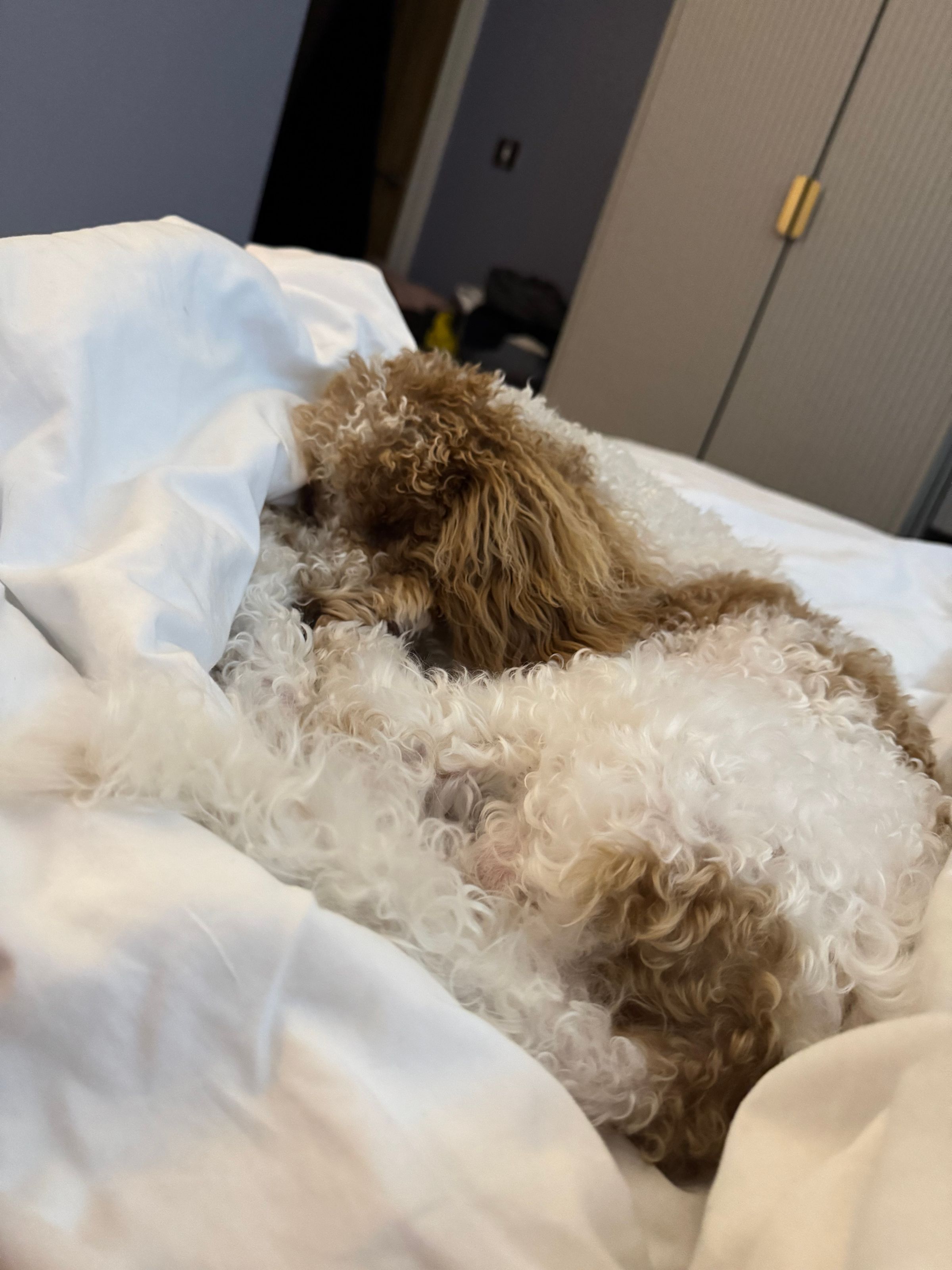 Fetch & Co | Personalised Pet Care Tailored to Every Paw's image