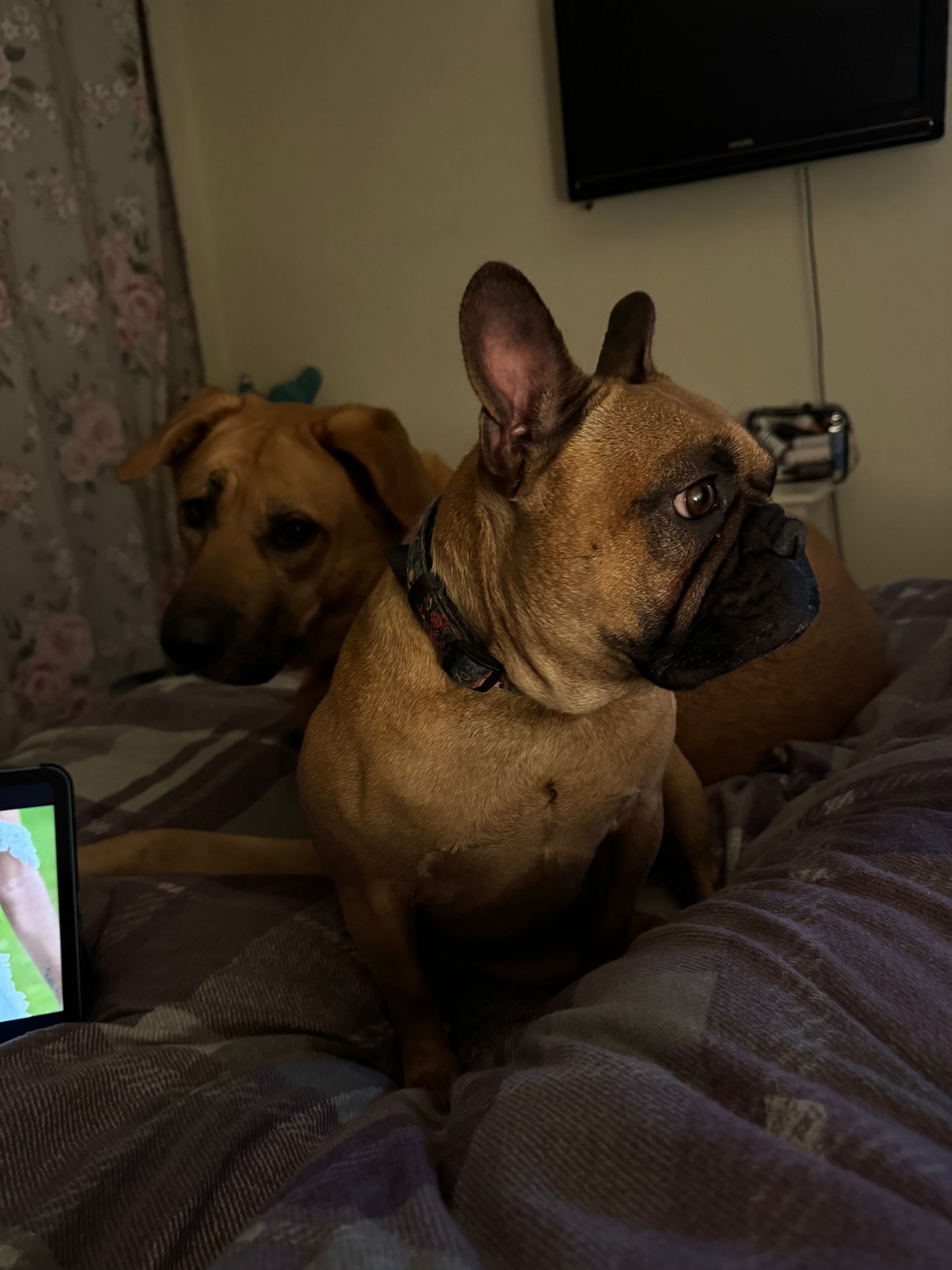 Fetch & Co | Personalised Pet Care Tailored to Every Paw's image