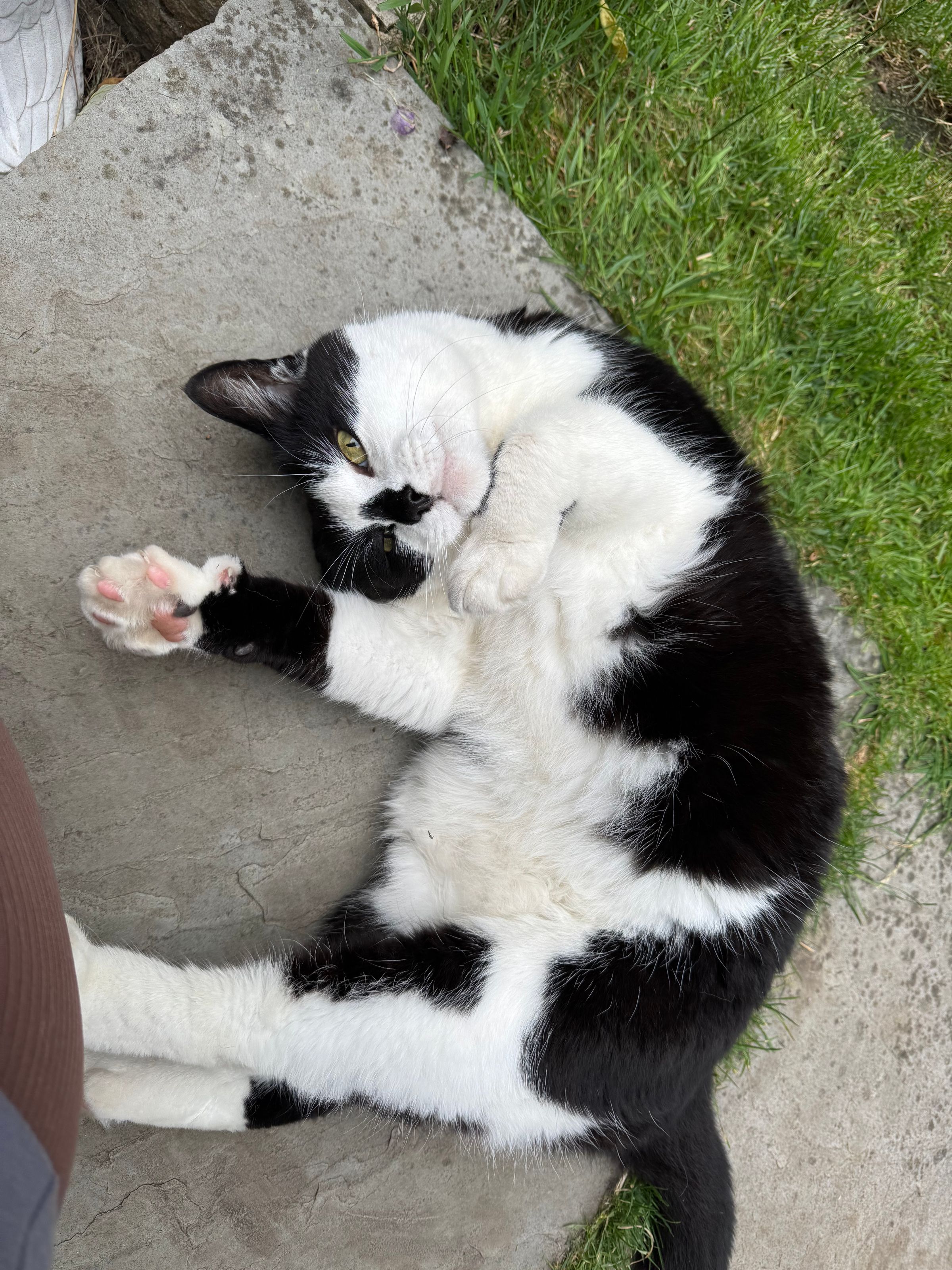 Fetch & Co | Personalised Pet Care Tailored to Every Paw's image