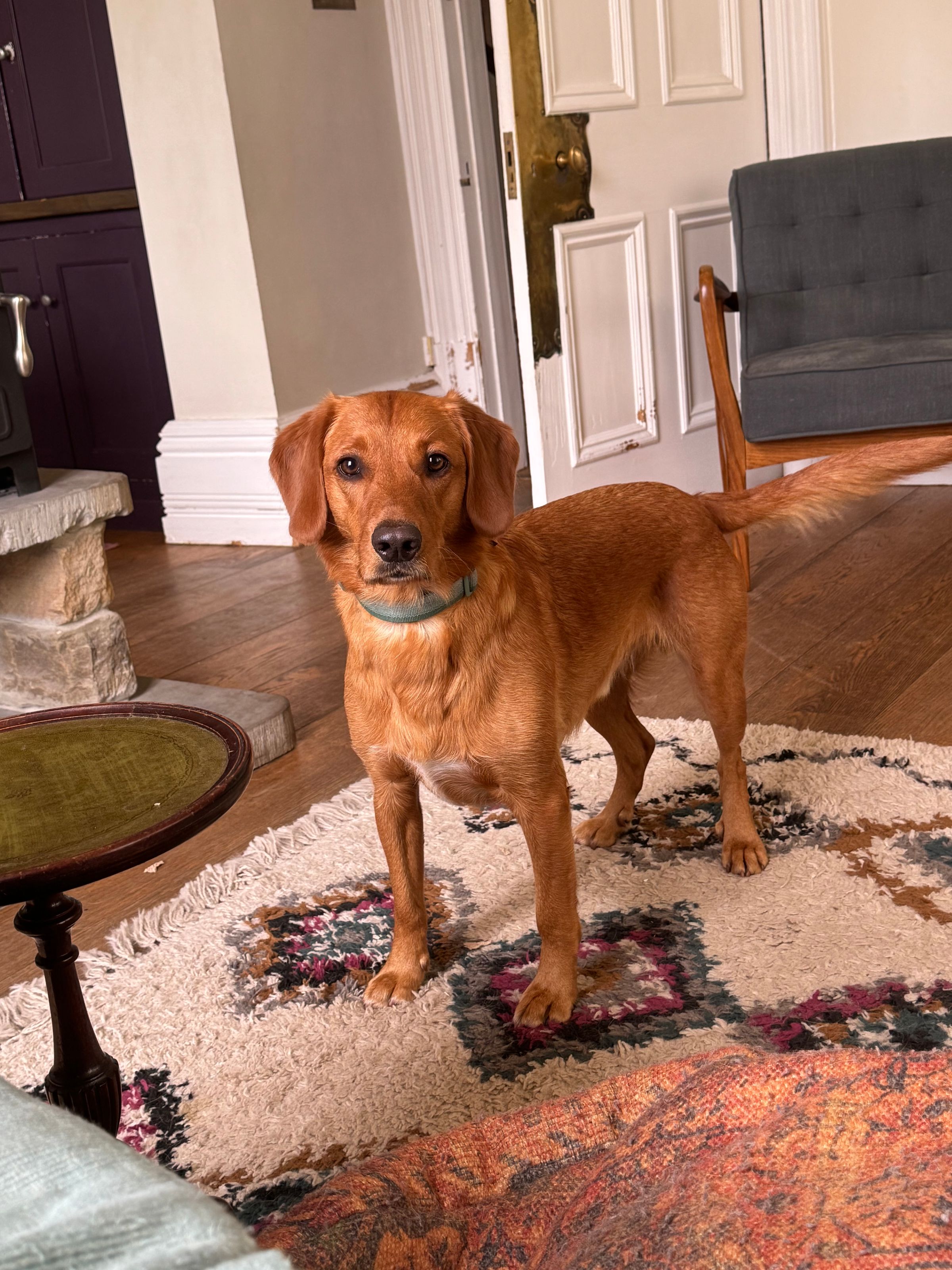 Fetch & Co | Personalised Pet Care Tailored to Every Paw's image