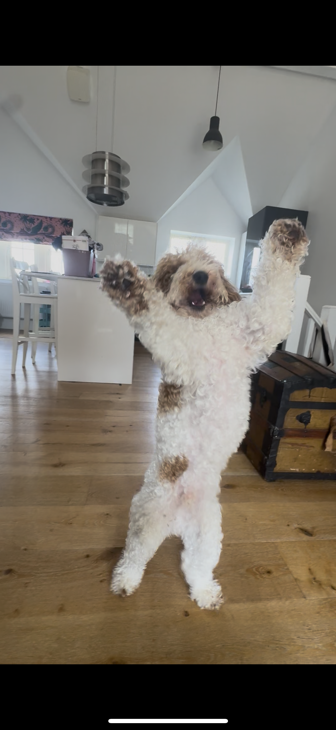 Fetch & Co | Personalised Pet Care Tailored to Every Paw's image