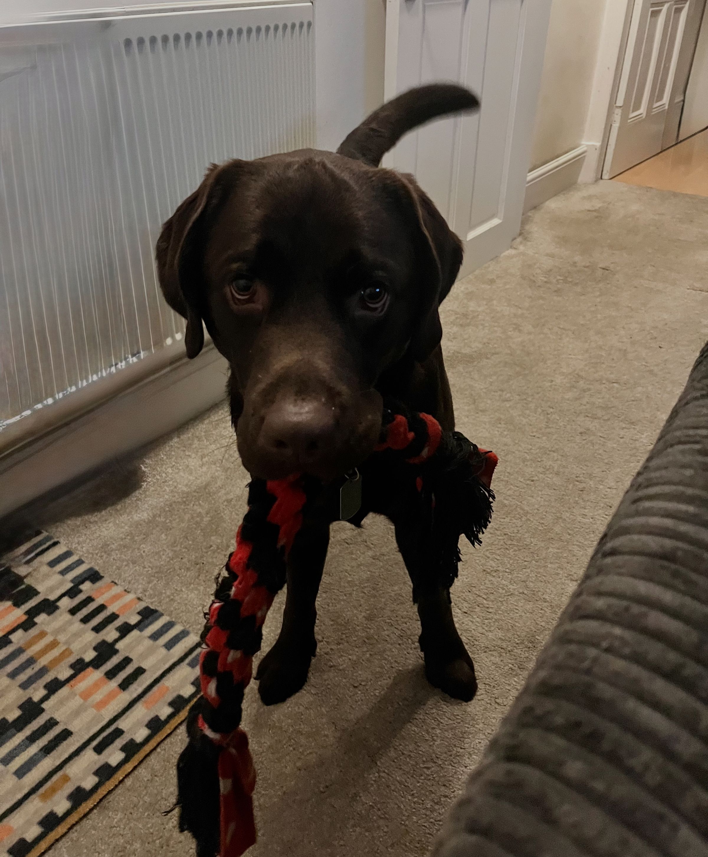 Fetch & Co | Personalised Pet Care Tailored to Every Paw's image