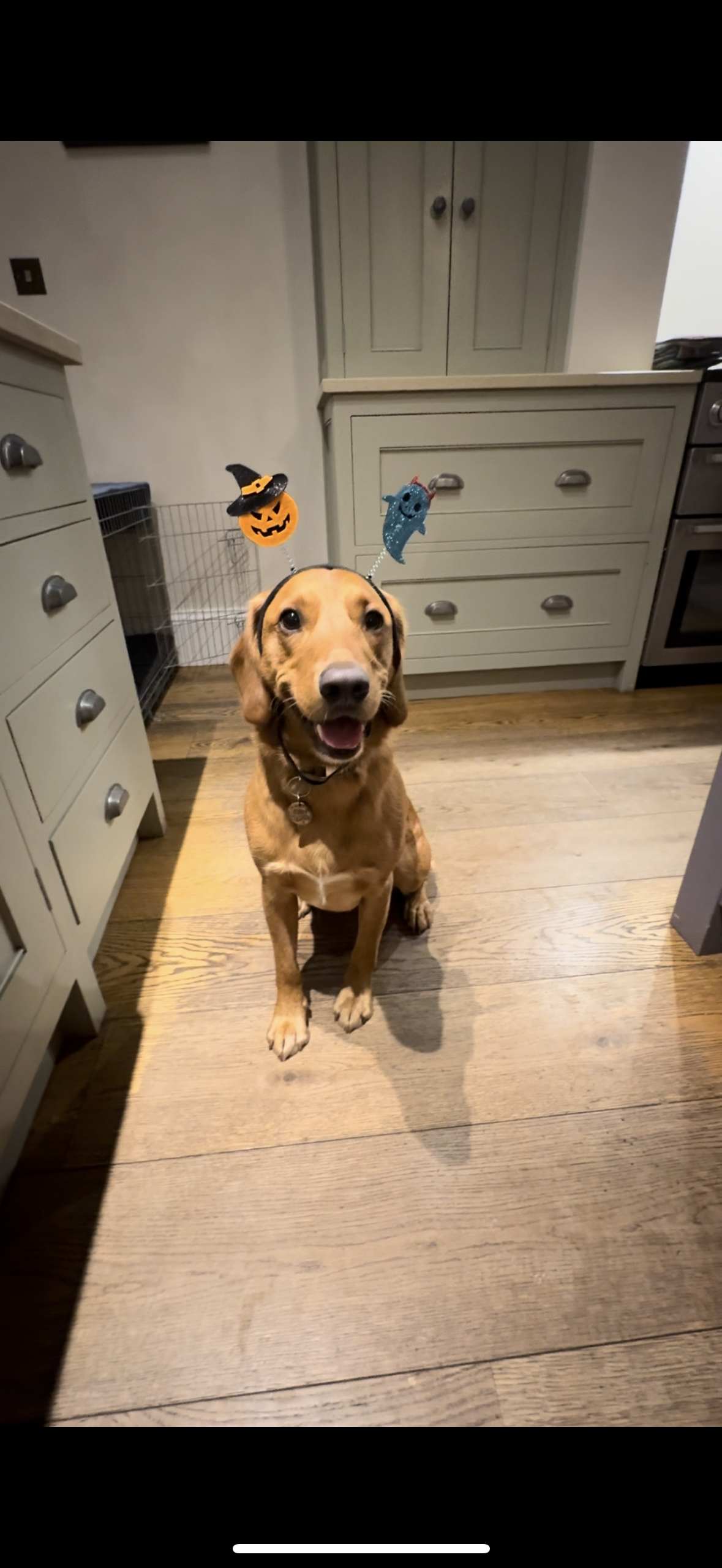 Fetch & Co | Personalised Pet Care Tailored to Every Paw's image