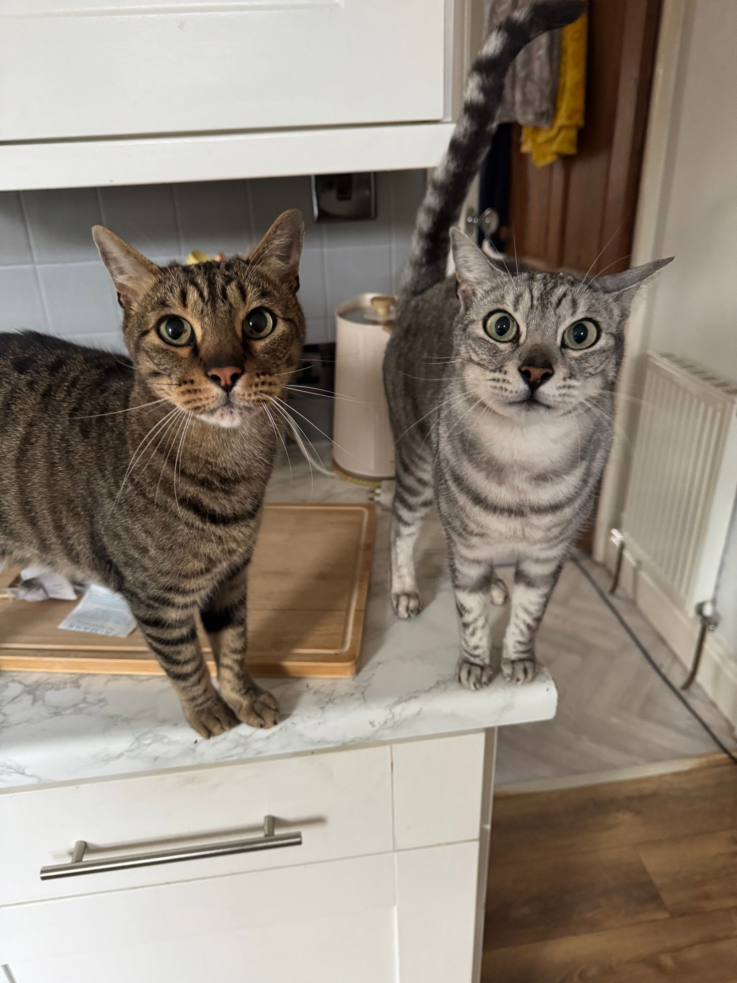 Fetch & Co | Personalised Pet Care Tailored to Every Paw's image