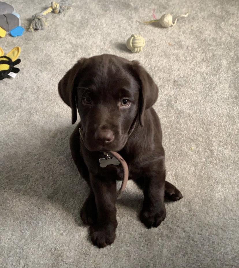 Fetch & Co | Personalised Pet Care Tailored to Every Paw's image