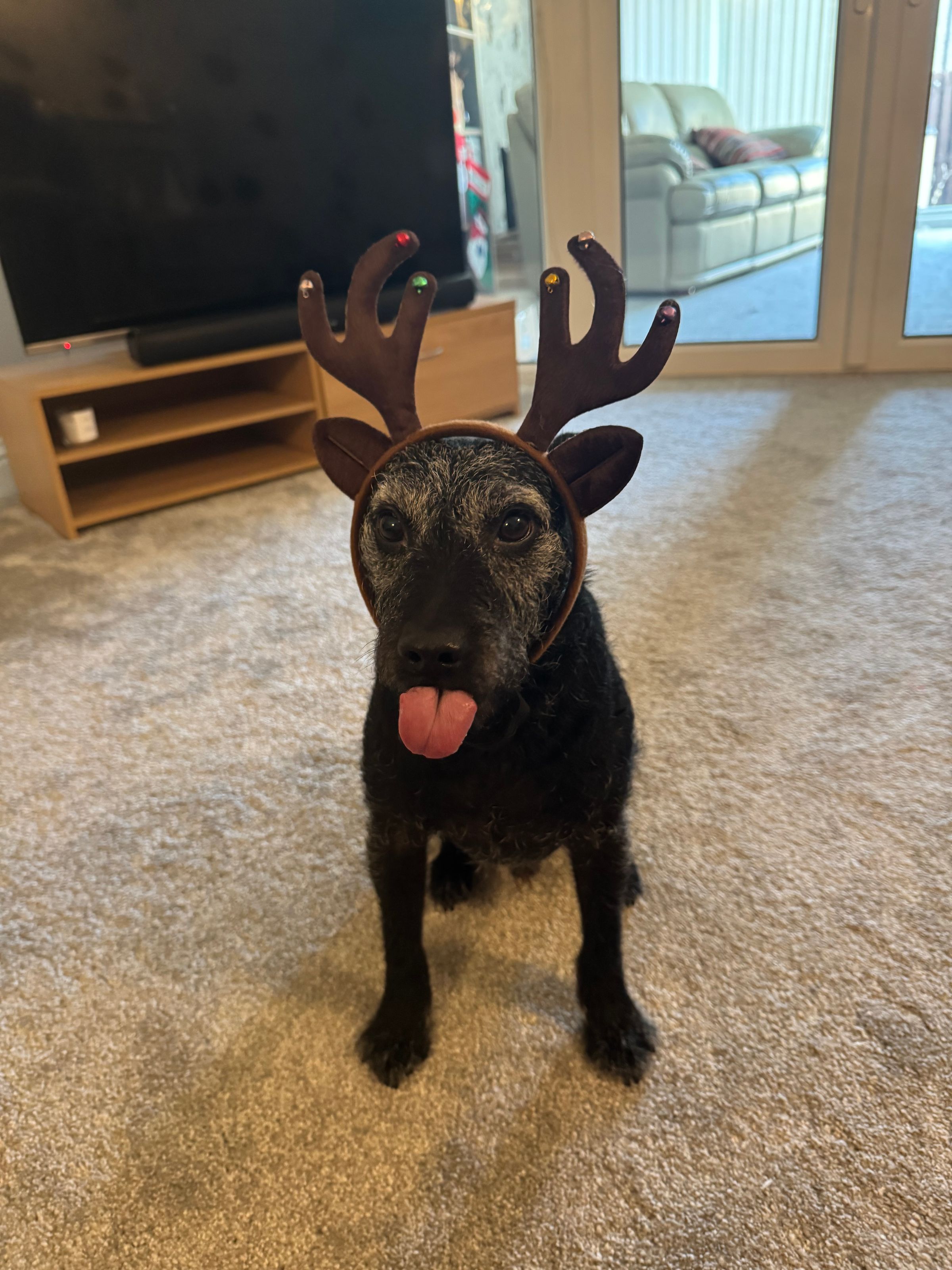 Fetch & Co | Personalised Pet Care Tailored to Every Paw's image