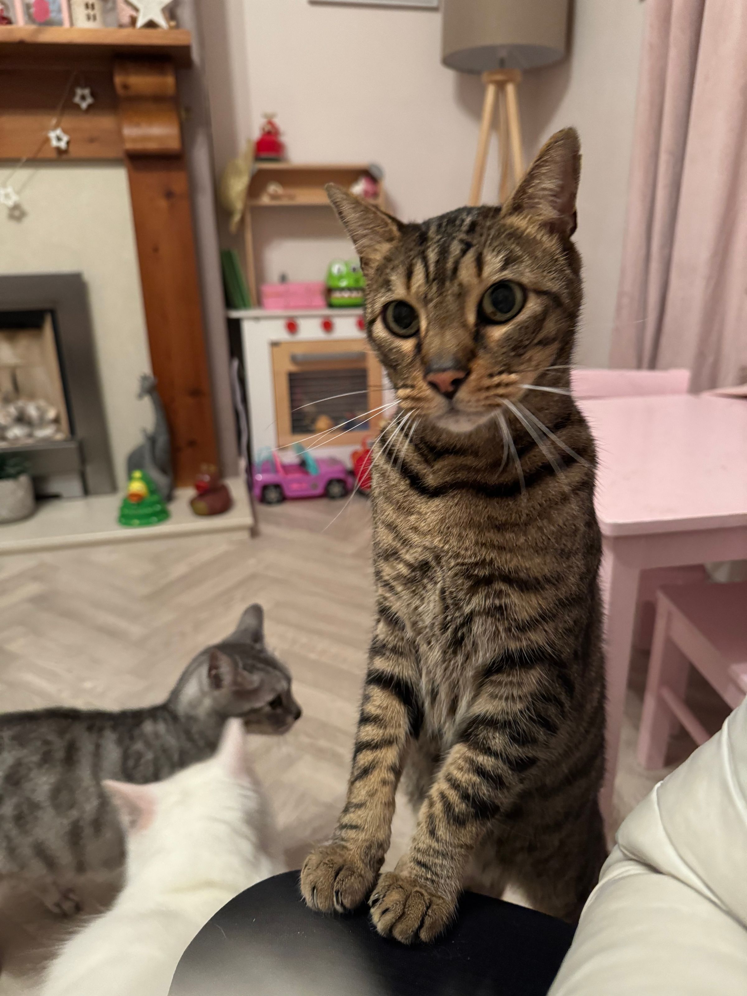 Fetch & Co | Personalised Pet Care Tailored to Every Paw's image