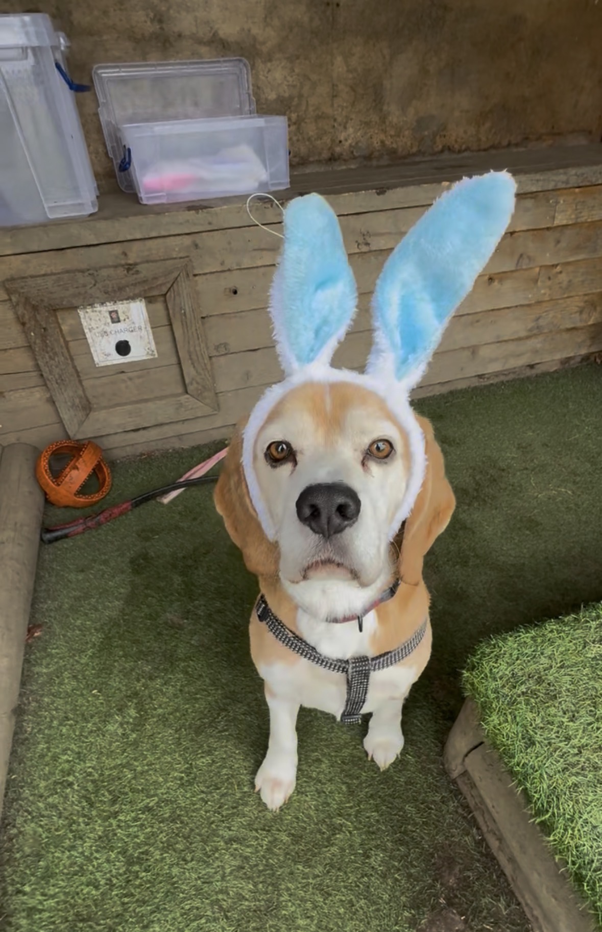 Fetch & Co | Personalised Pet Care Tailored to Every Paw's image