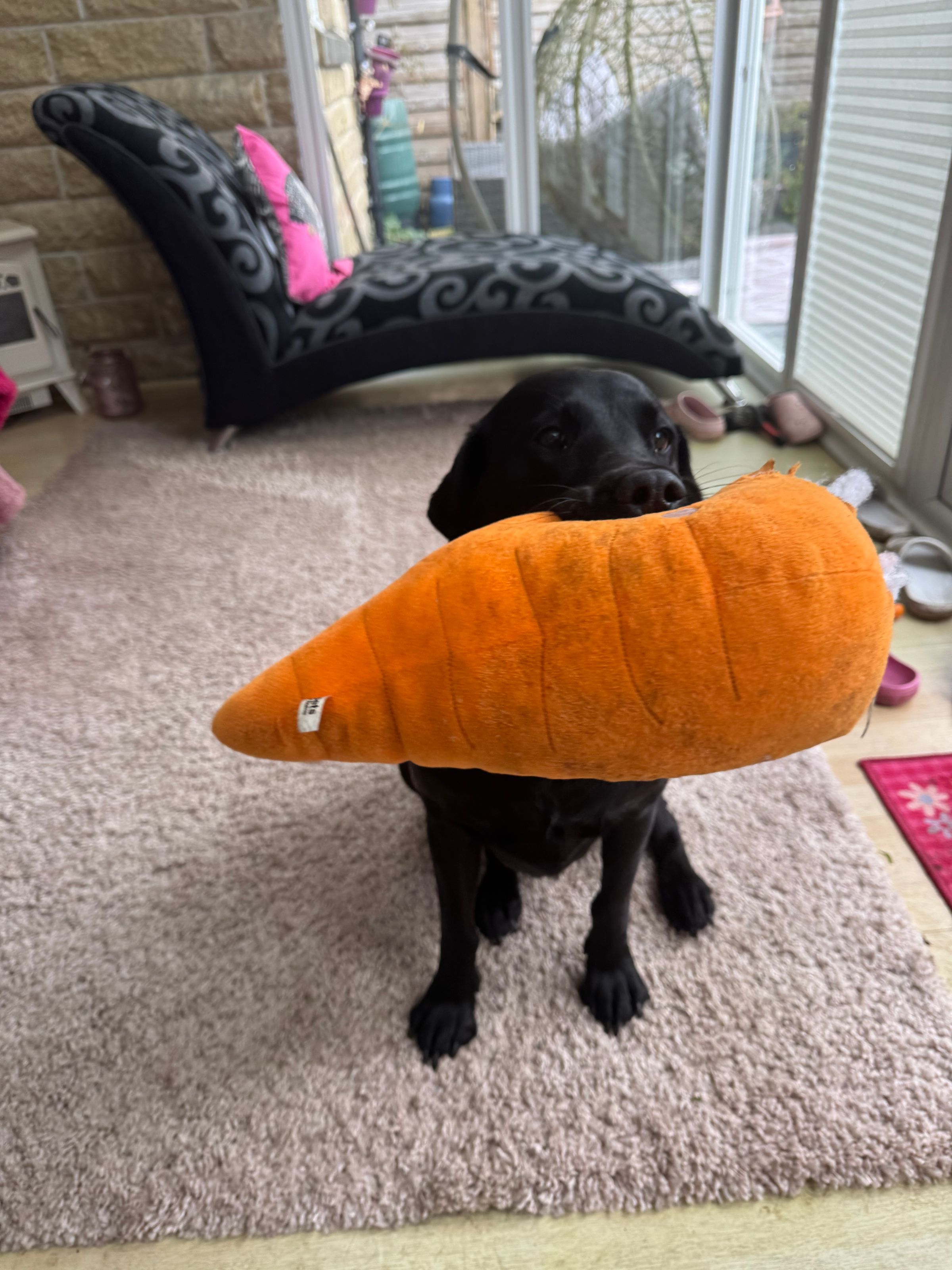 Fetch & Co | Personalised Pet Care Tailored to Every Paw's image