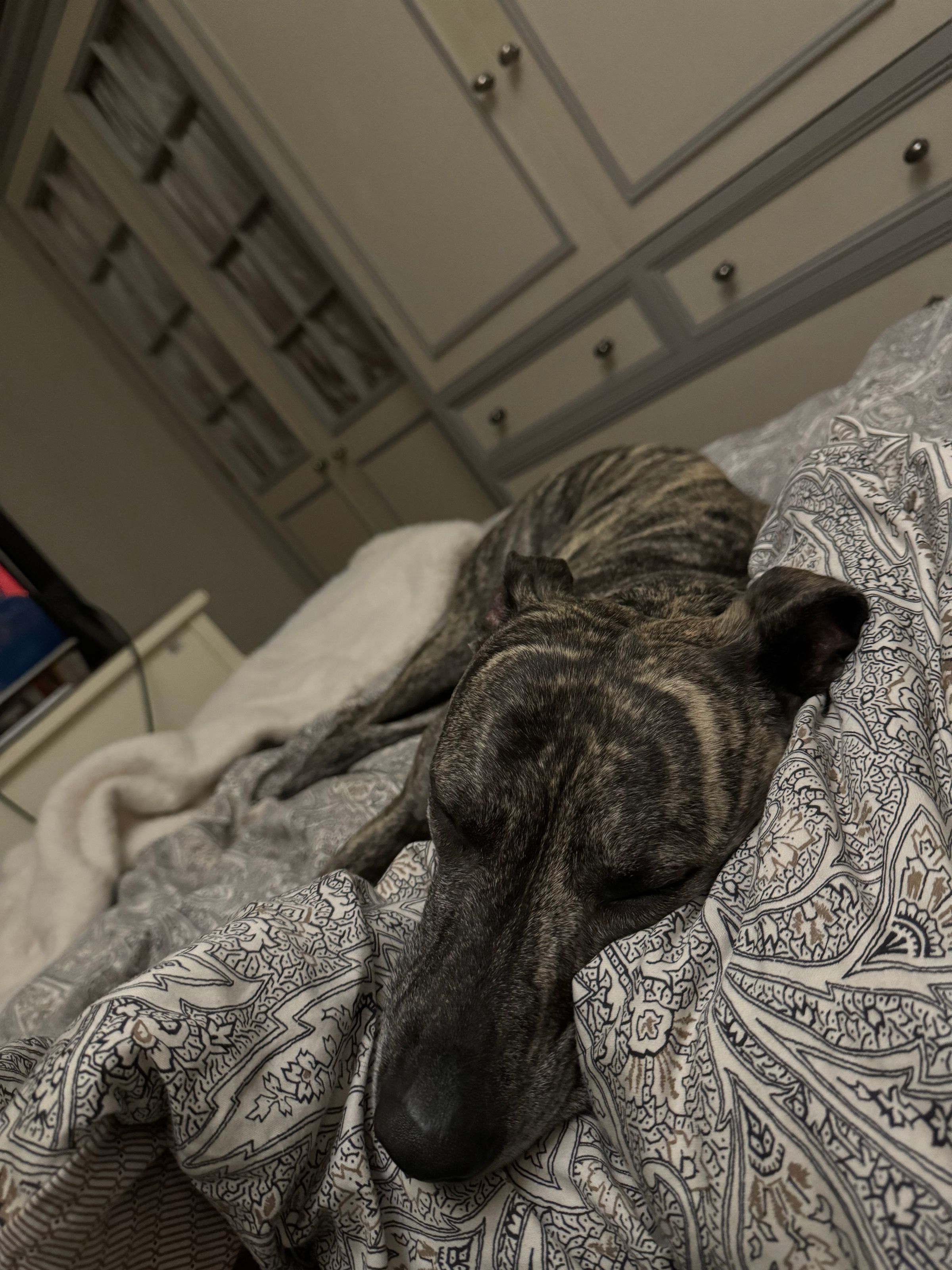 Fetch & Co | Personalised Pet Care Tailored to Every Paw's image