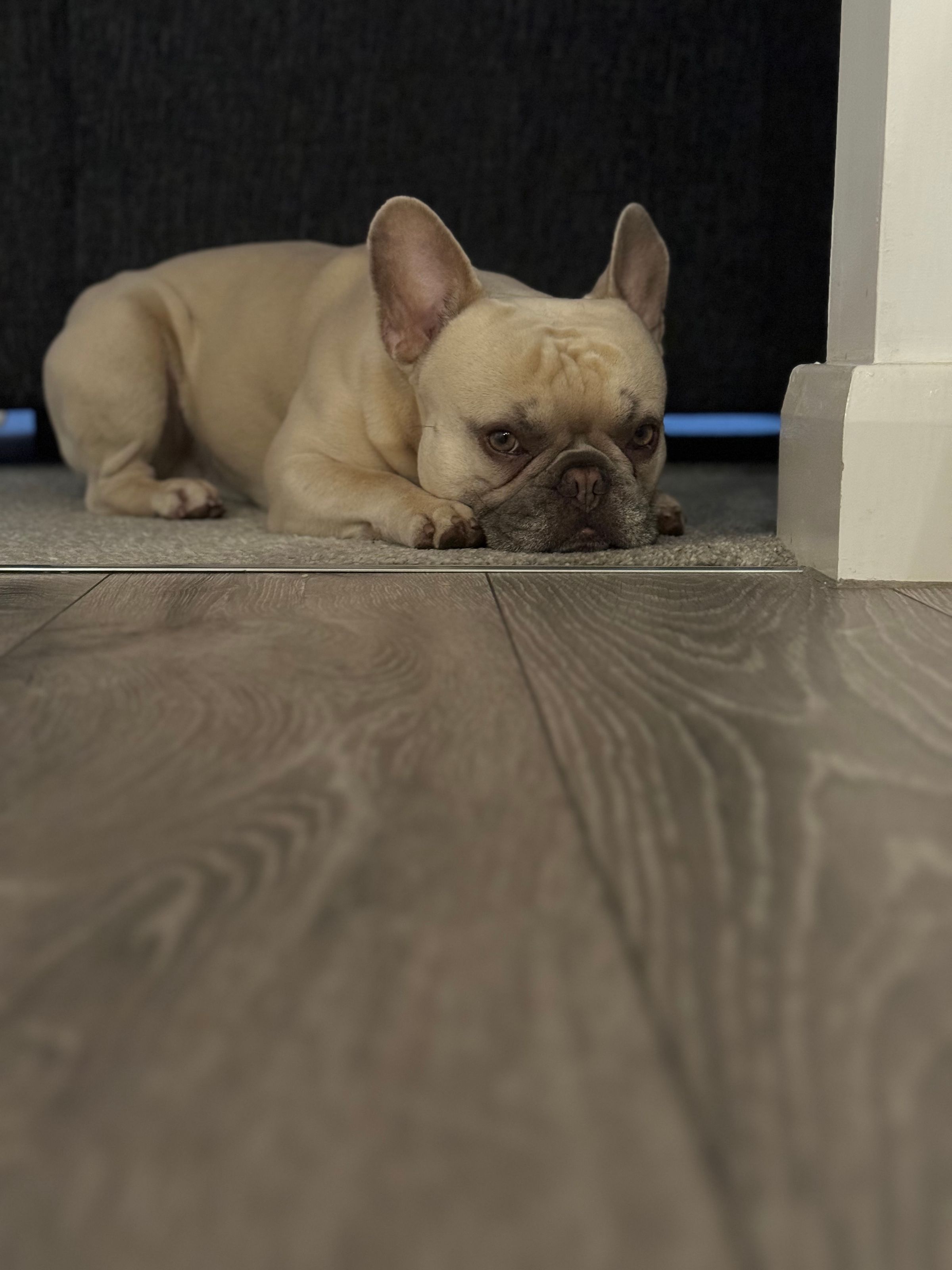 Fetch & Co | Personalised Pet Care Tailored to Every Paw's image