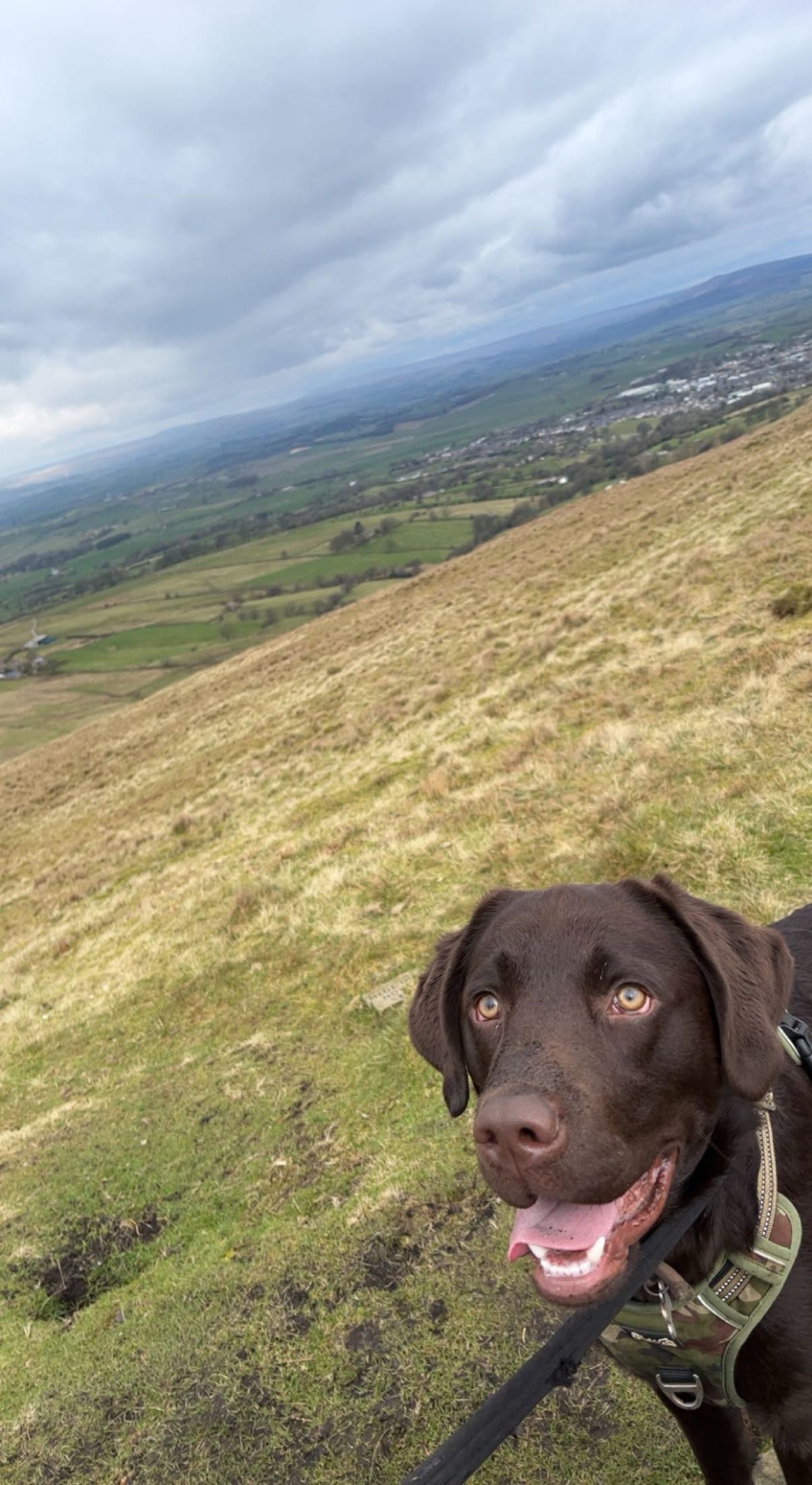 Fetch & Co | Personalised Pet Care Tailored to Every Paw's image