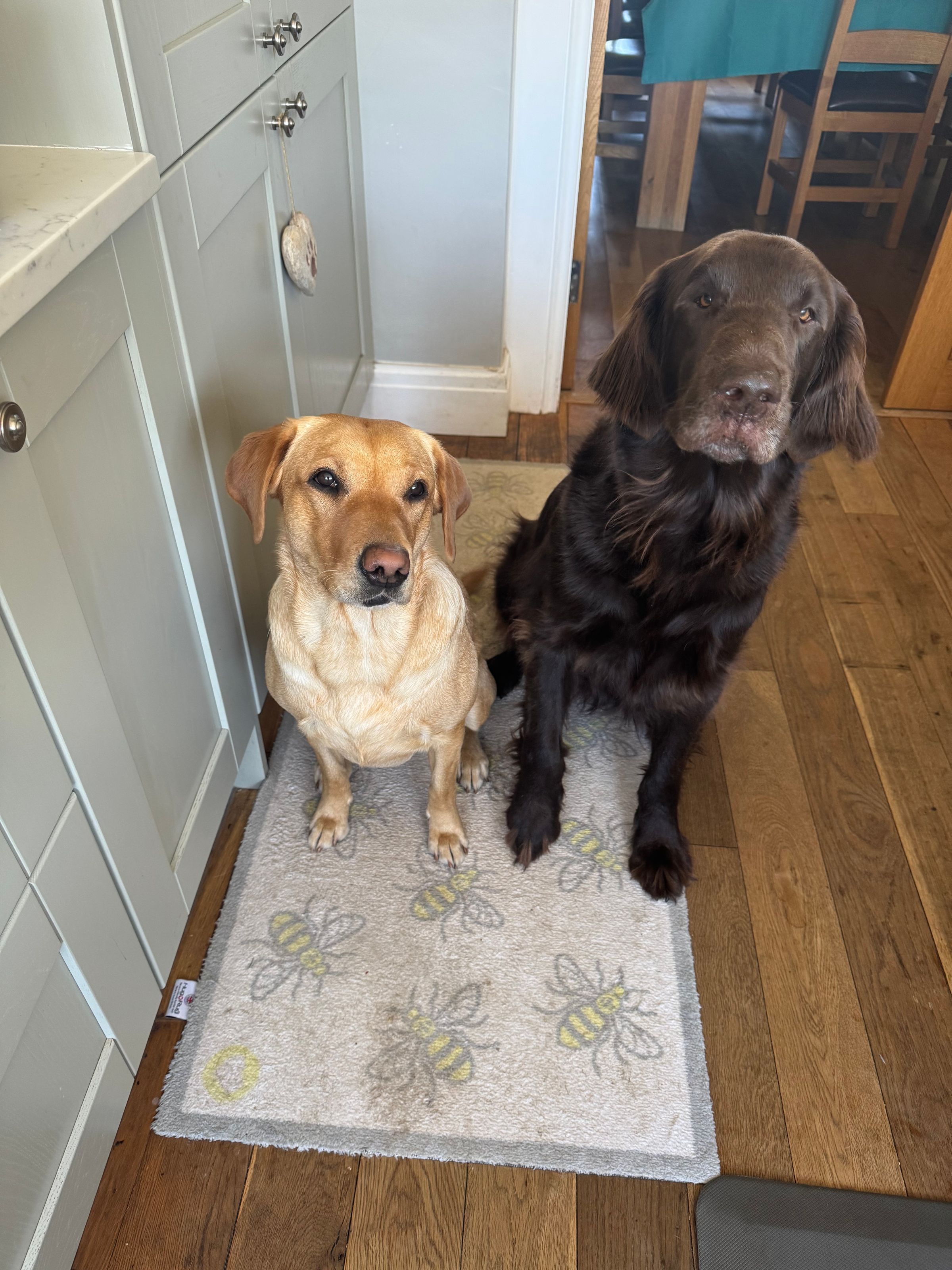 Fetch & Co | Personalised Pet Care Tailored to Every Paw's image