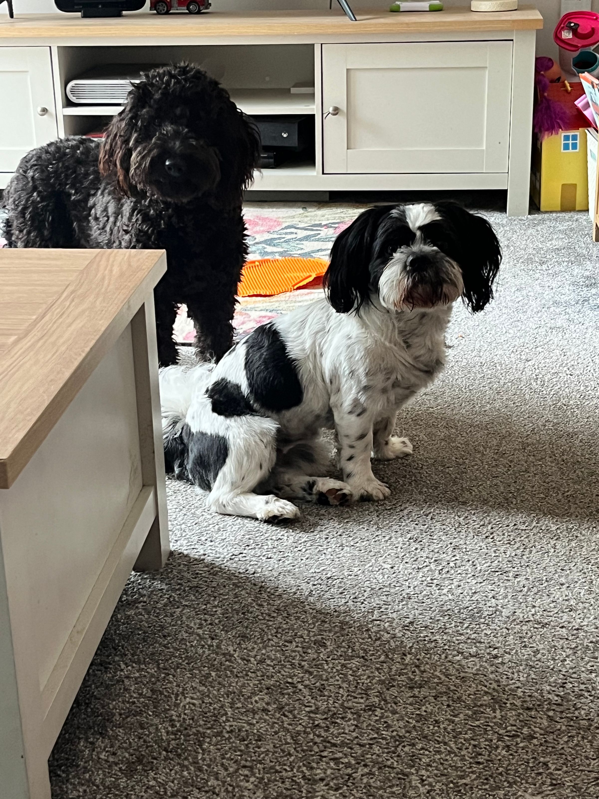 Fetch & Co | Personalised Pet Care Tailored to Every Paw's image