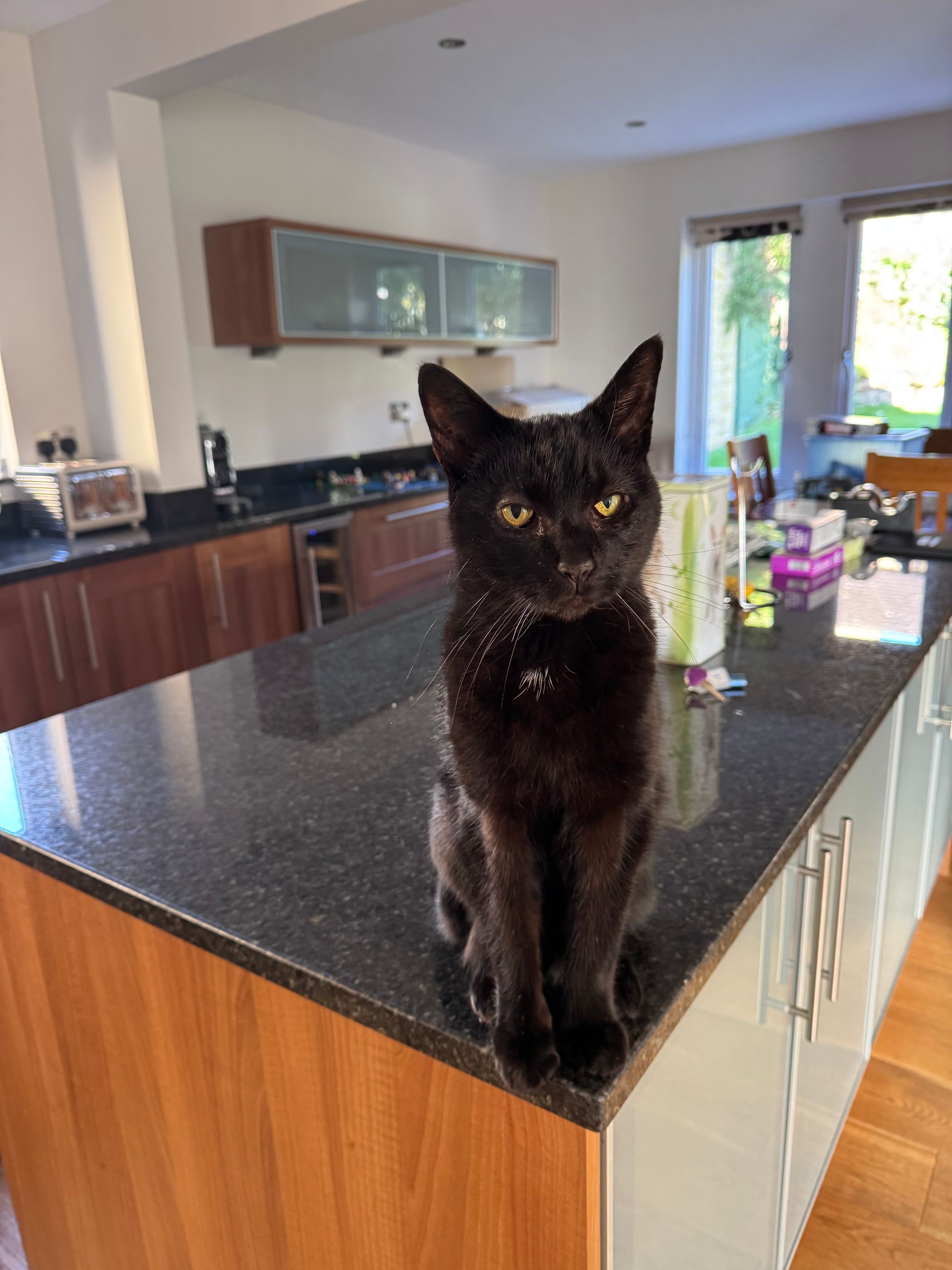 Fetch & Co | Personalised Pet Care Tailored to Every Paw's image