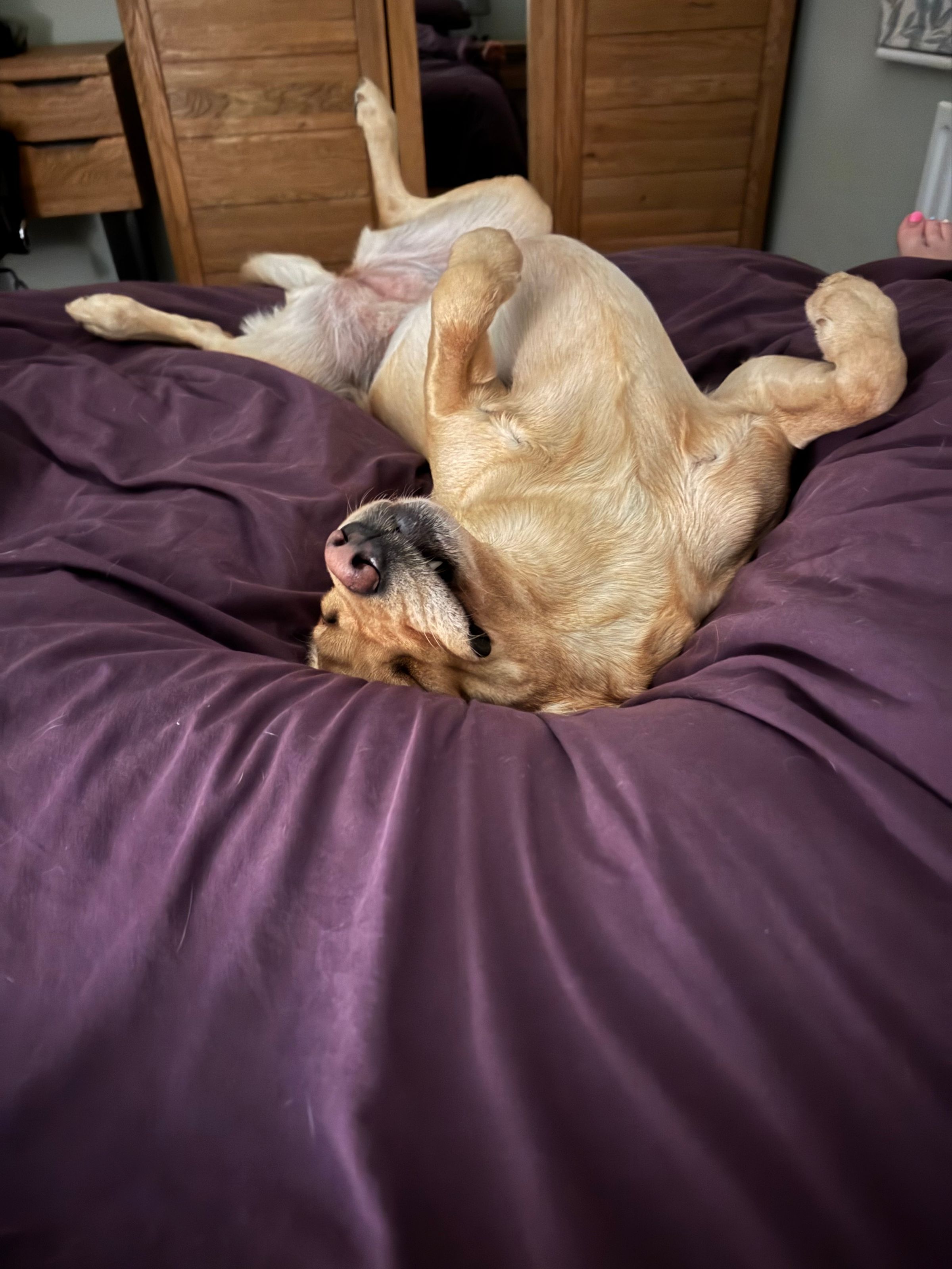 Fetch & Co | Personalised Pet Care Tailored to Every Paw's image