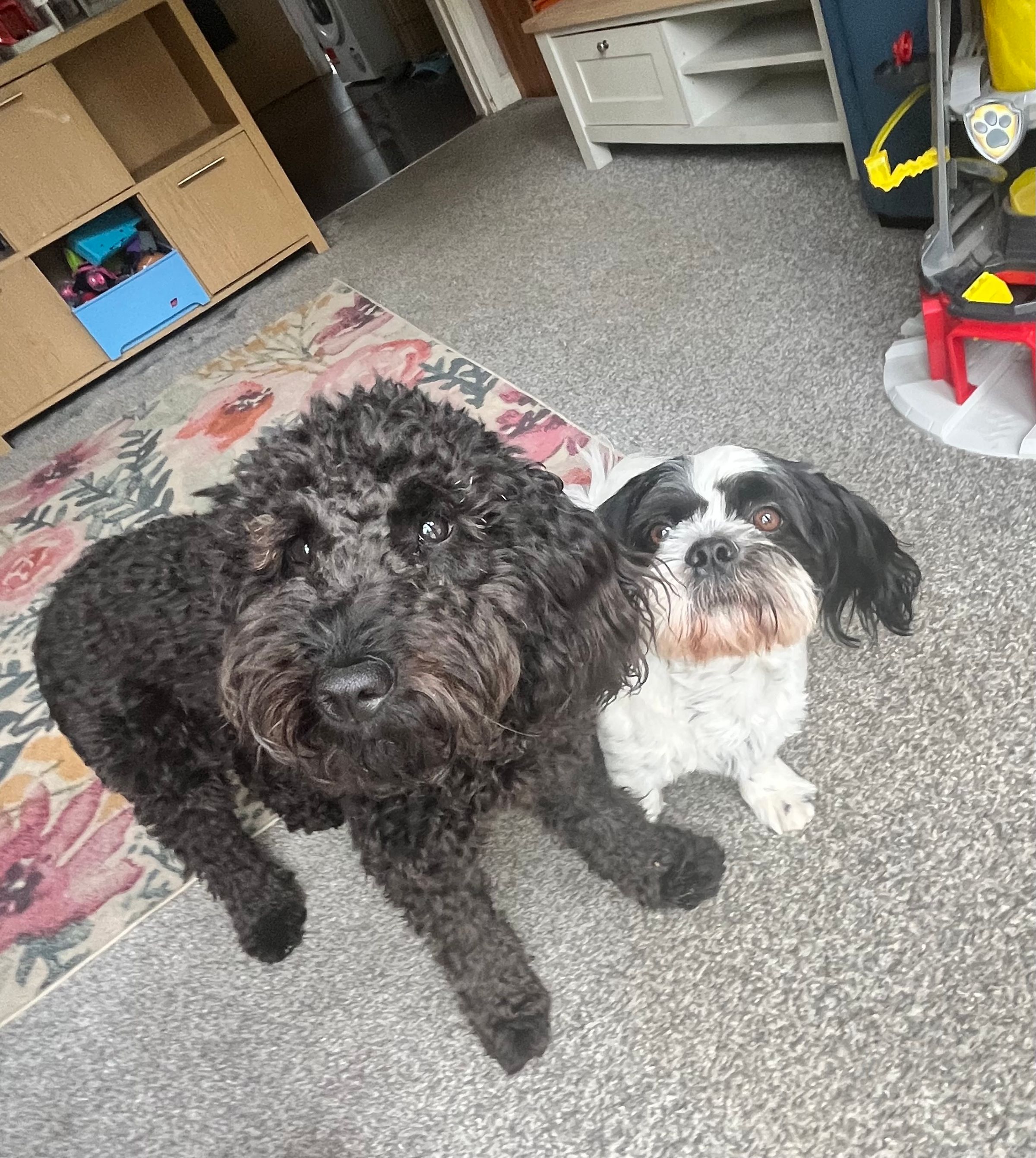 Fetch & Co | Personalised Pet Care Tailored to Every Paw's image