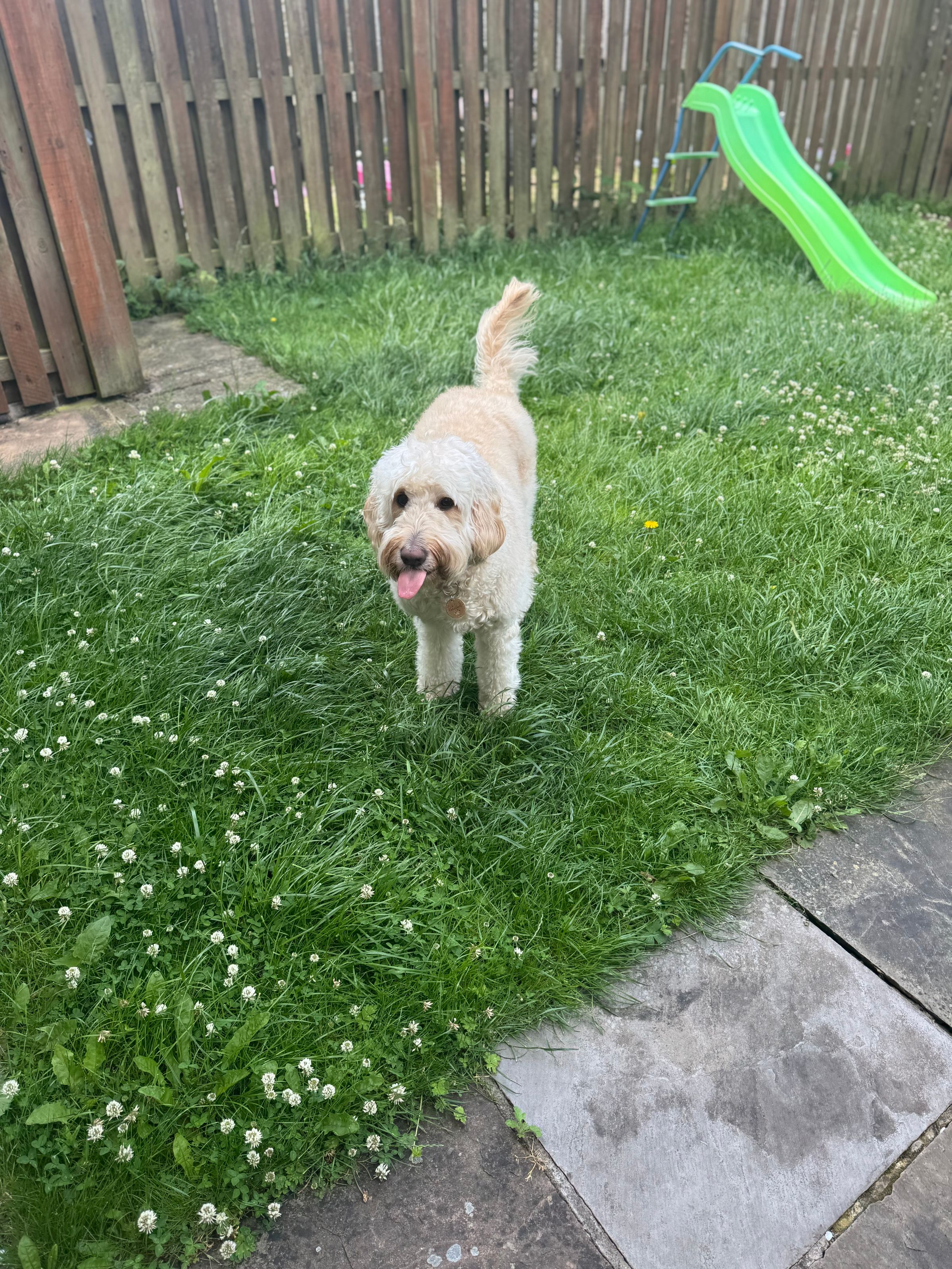 Fetch & Co | Personalised Pet Care Tailored to Every Paw's image