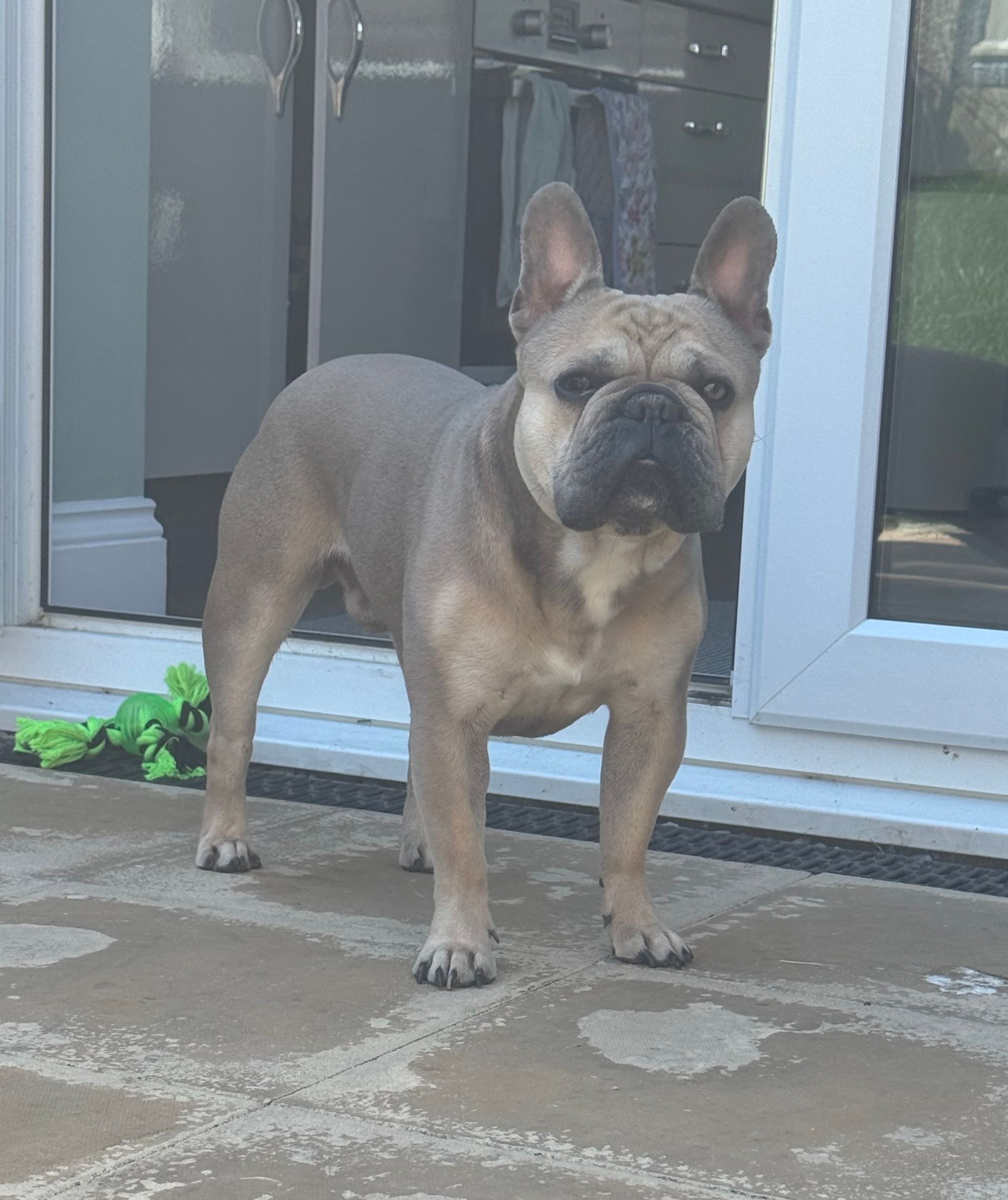 Fetch & Co | Personalised Pet Care Tailored to Every Paw's image