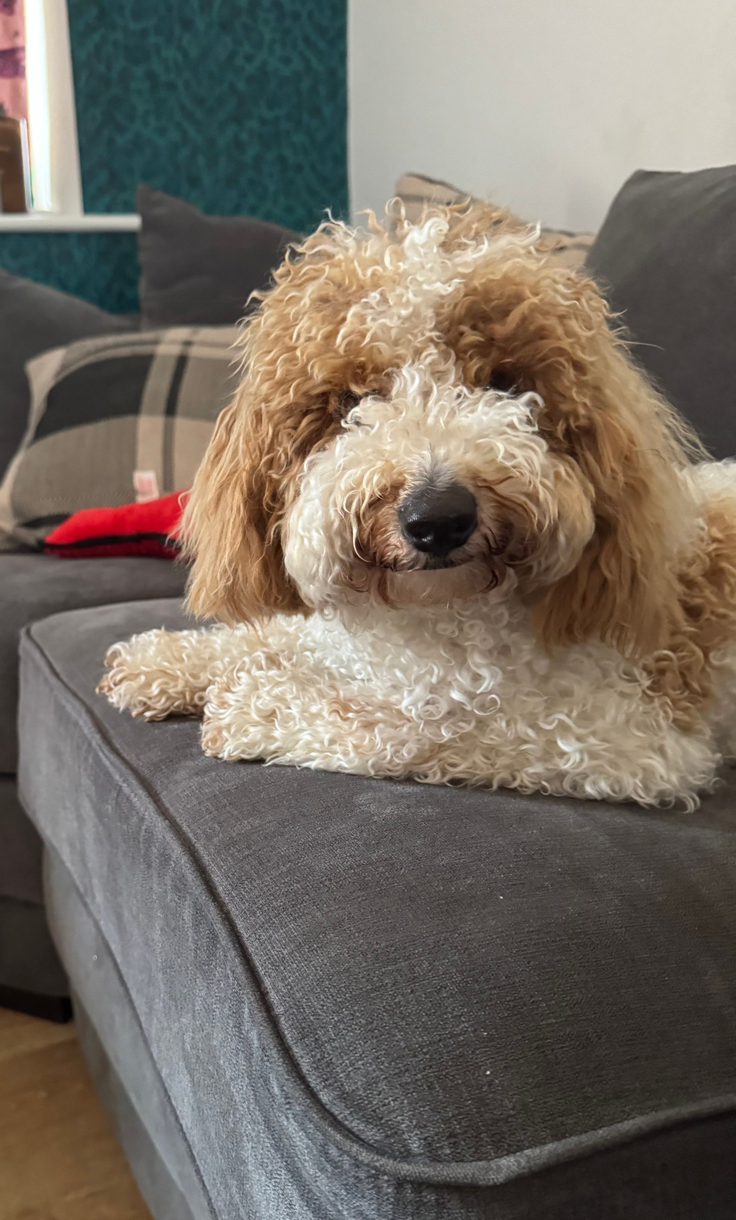 Fetch & Co | Personalised Pet Care Tailored to Every Paw's image