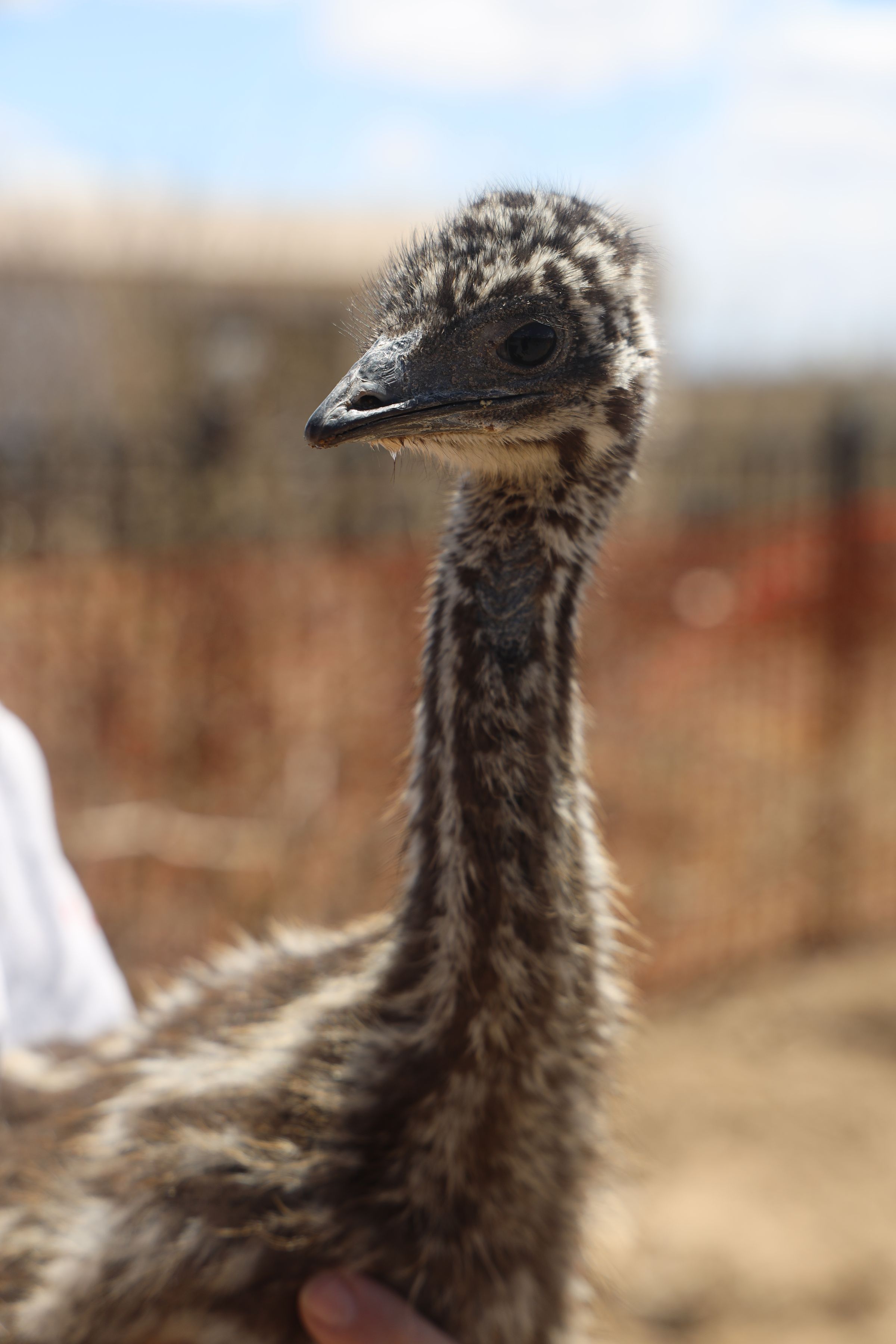 Cha (Emu)