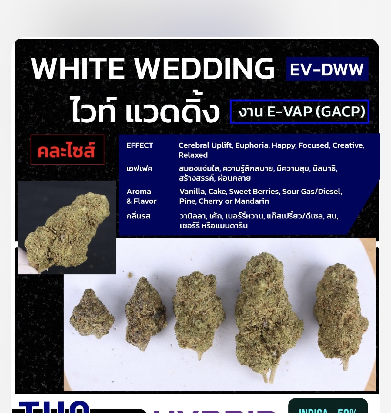 Thailand Exotics's image