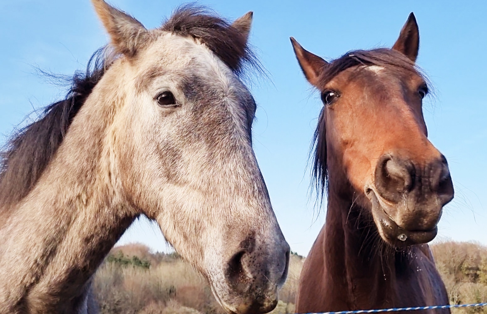 Ty Kalonn Equithérapie's image