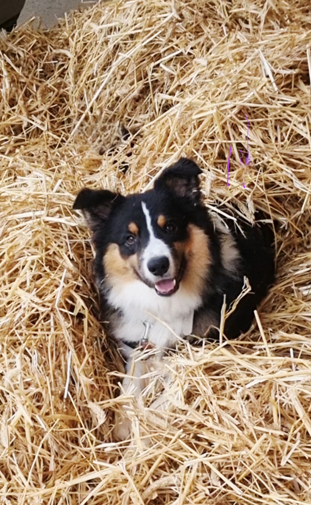 Ty Kalonn Equithérapie's image